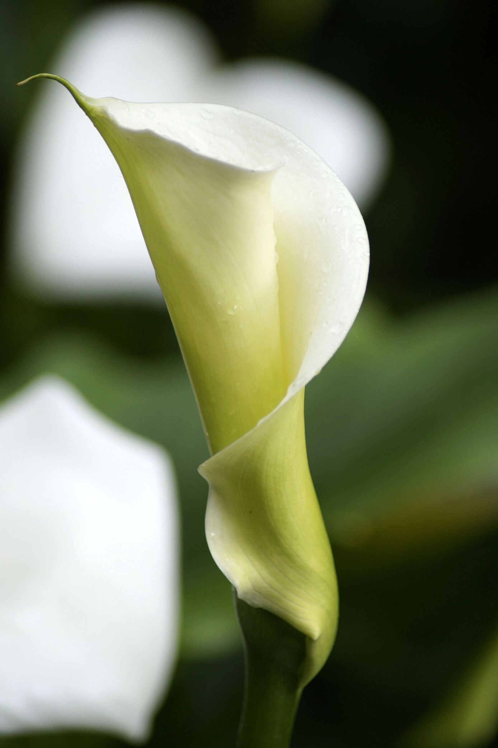 Sony SLT-A58 sample photo. Aethiopica, calla, hy photography