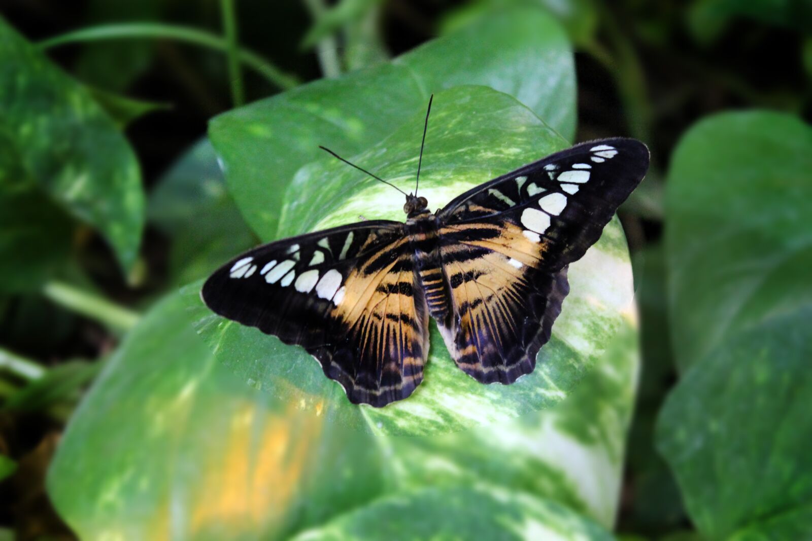 Canon EOS 1100D (EOS Rebel T3 / EOS Kiss X50) sample photo. Butterfly, insect, colorful photography