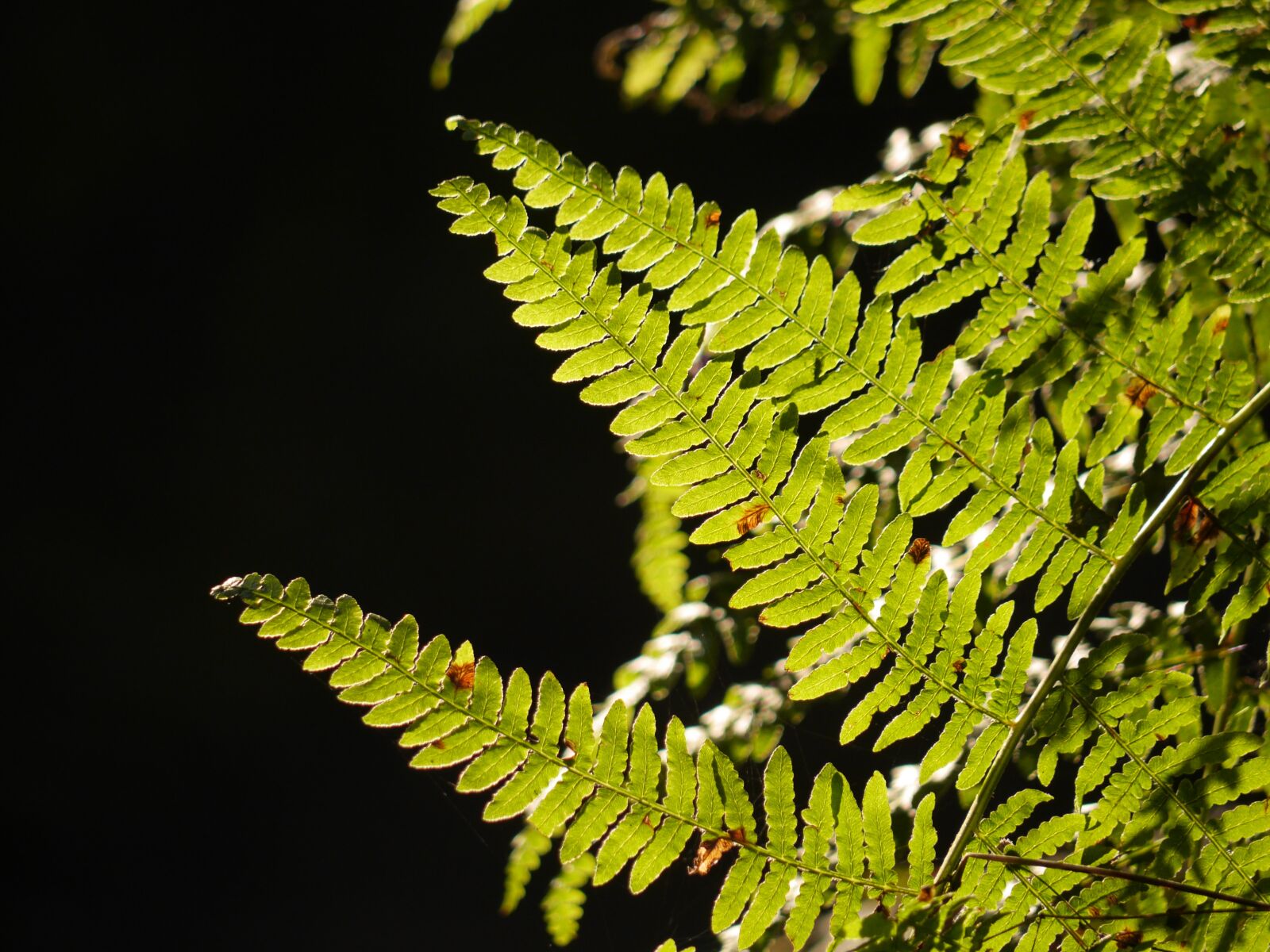 Panasonic Lumix DMC-GH3 sample photo. Bracken, leaves, leaf photography