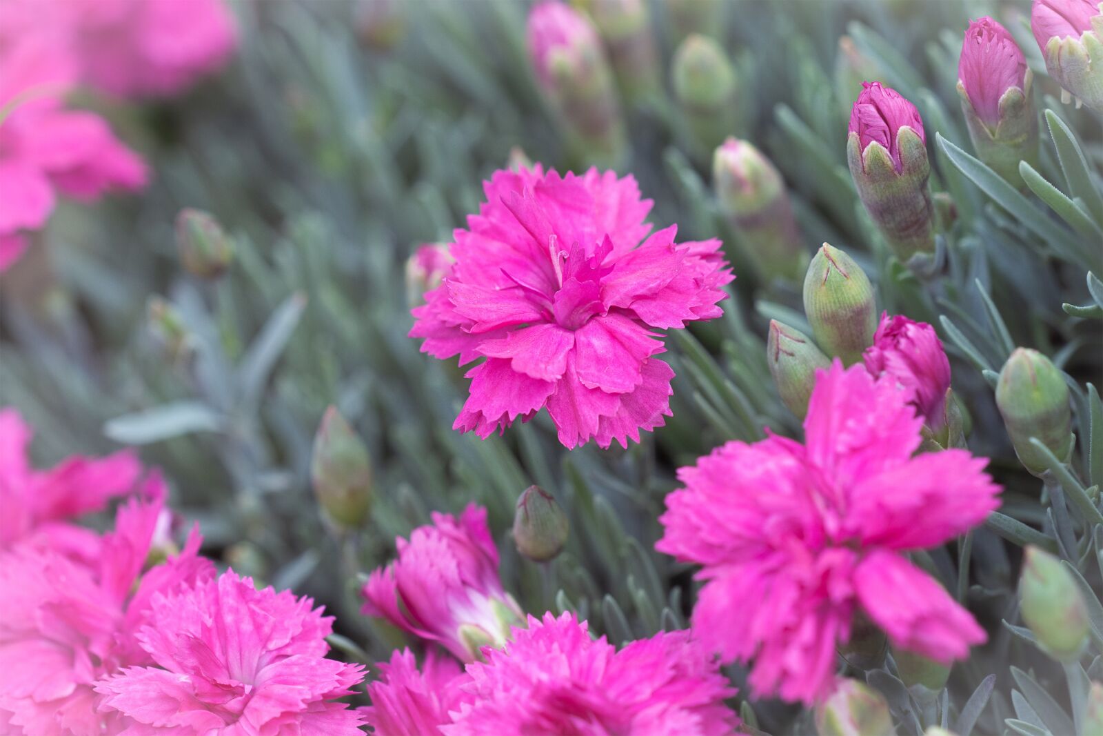 Nikon D7100 sample photo. Cloves, cushion flower, pink photography