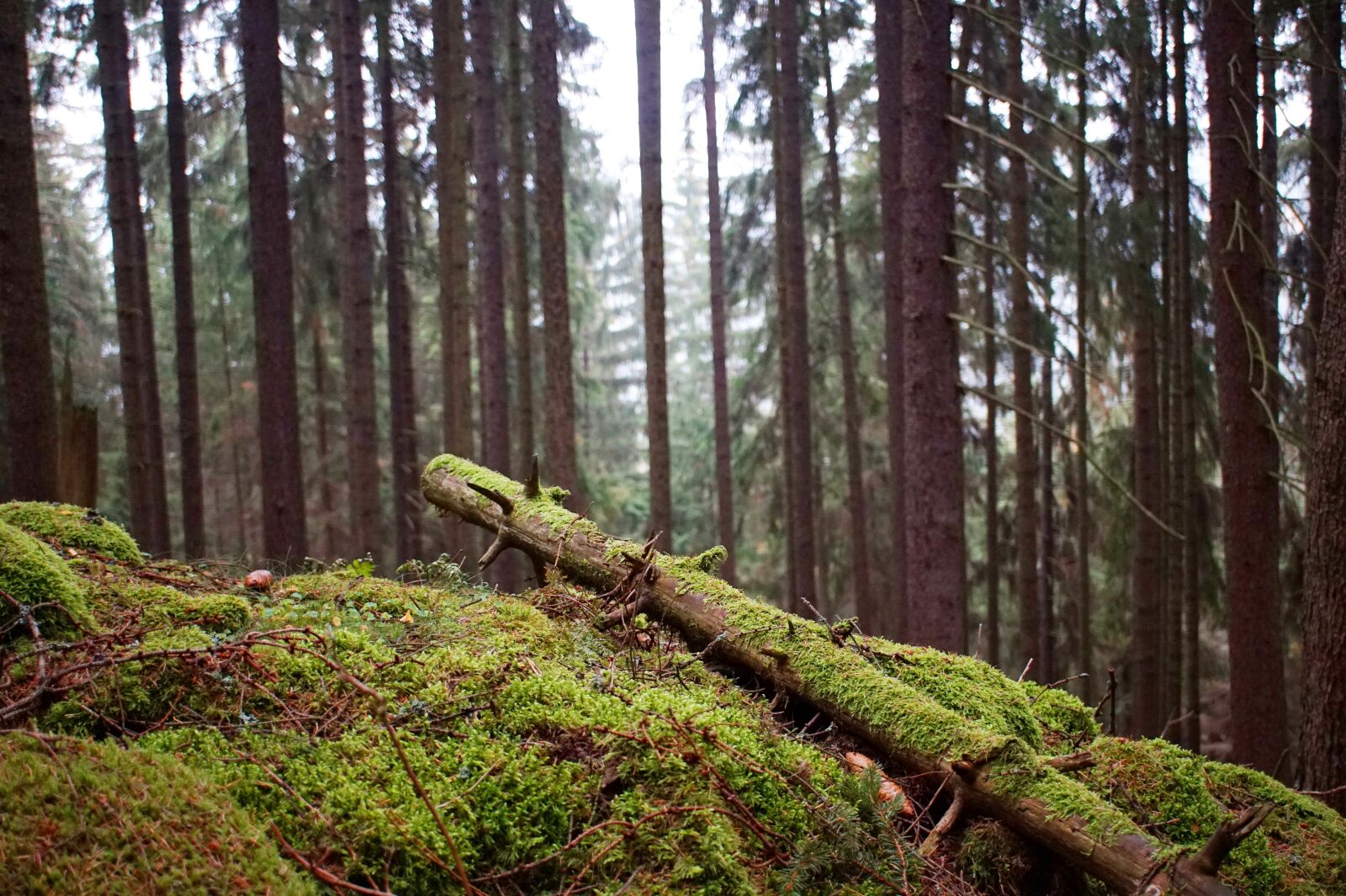 Sony Alpha a5000 (ILCE 5000) sample photo. Wood, moss, forest photography