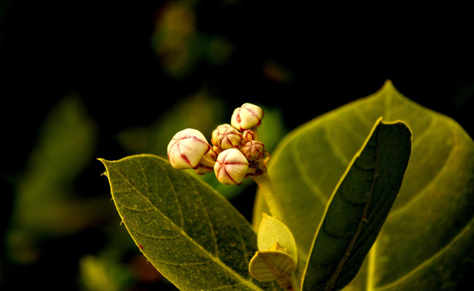 Canon EOS 700D (EOS Rebel T5i / EOS Kiss X7i) sample photo. Crown flowers, flowers, crown photography