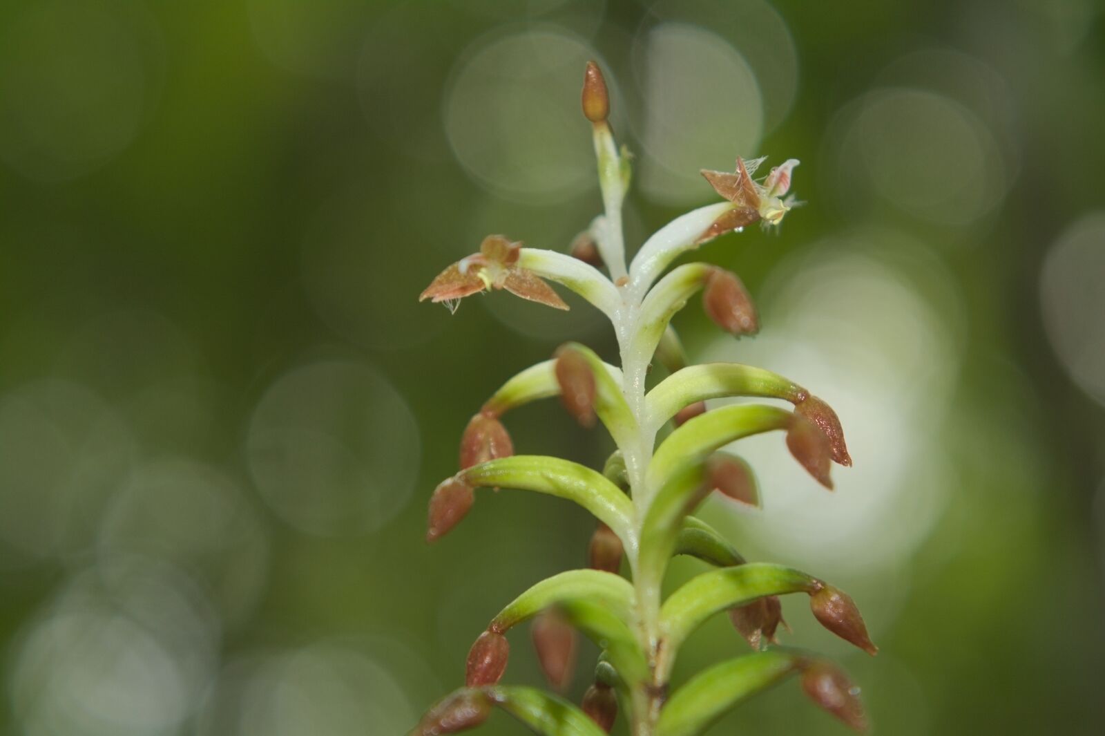 Nikon D5200 sample photo. Orchid, flower, plant photography