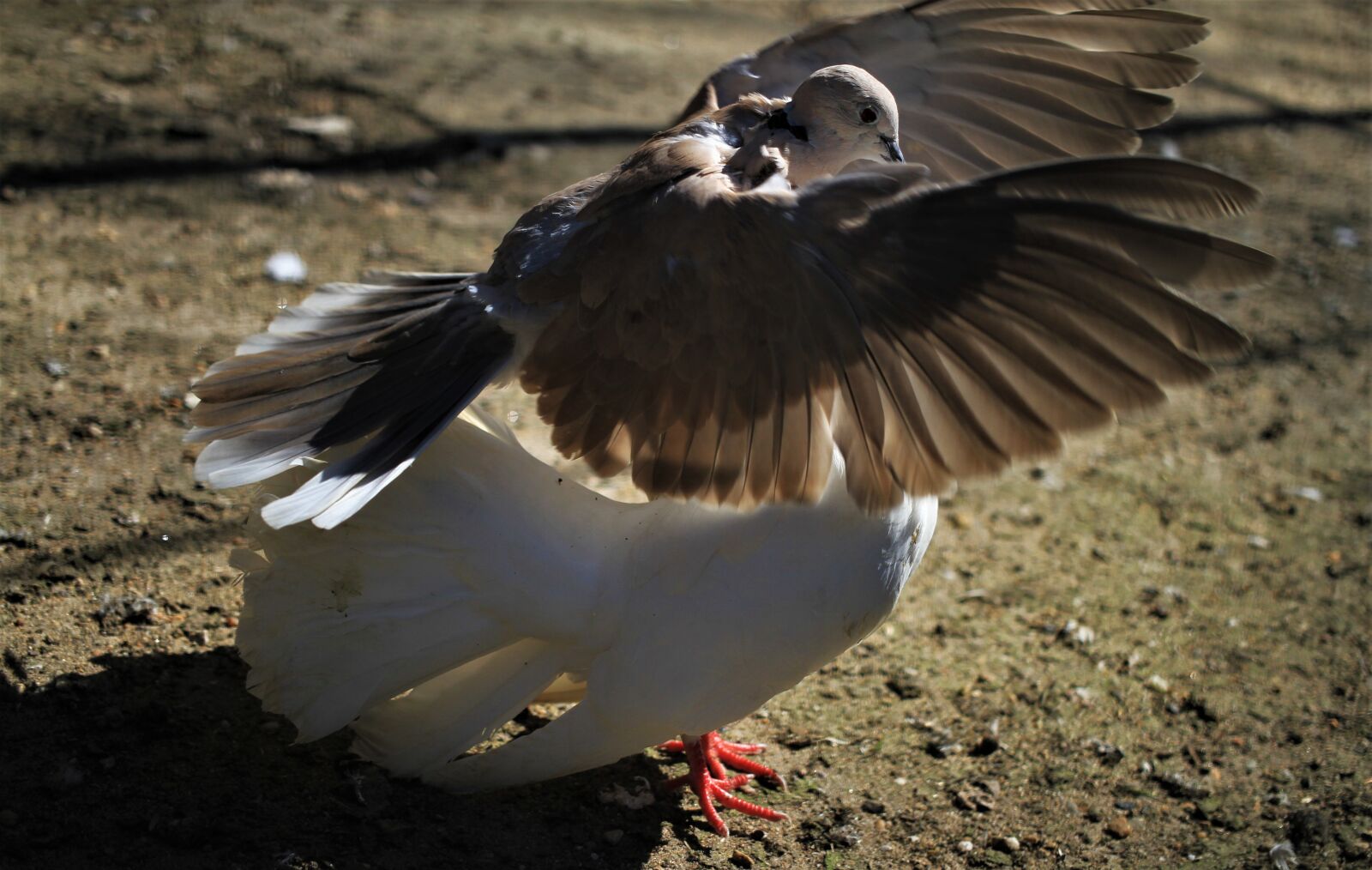 Canon EOS 7D sample photo. Pigeons, love dance, courtship photography