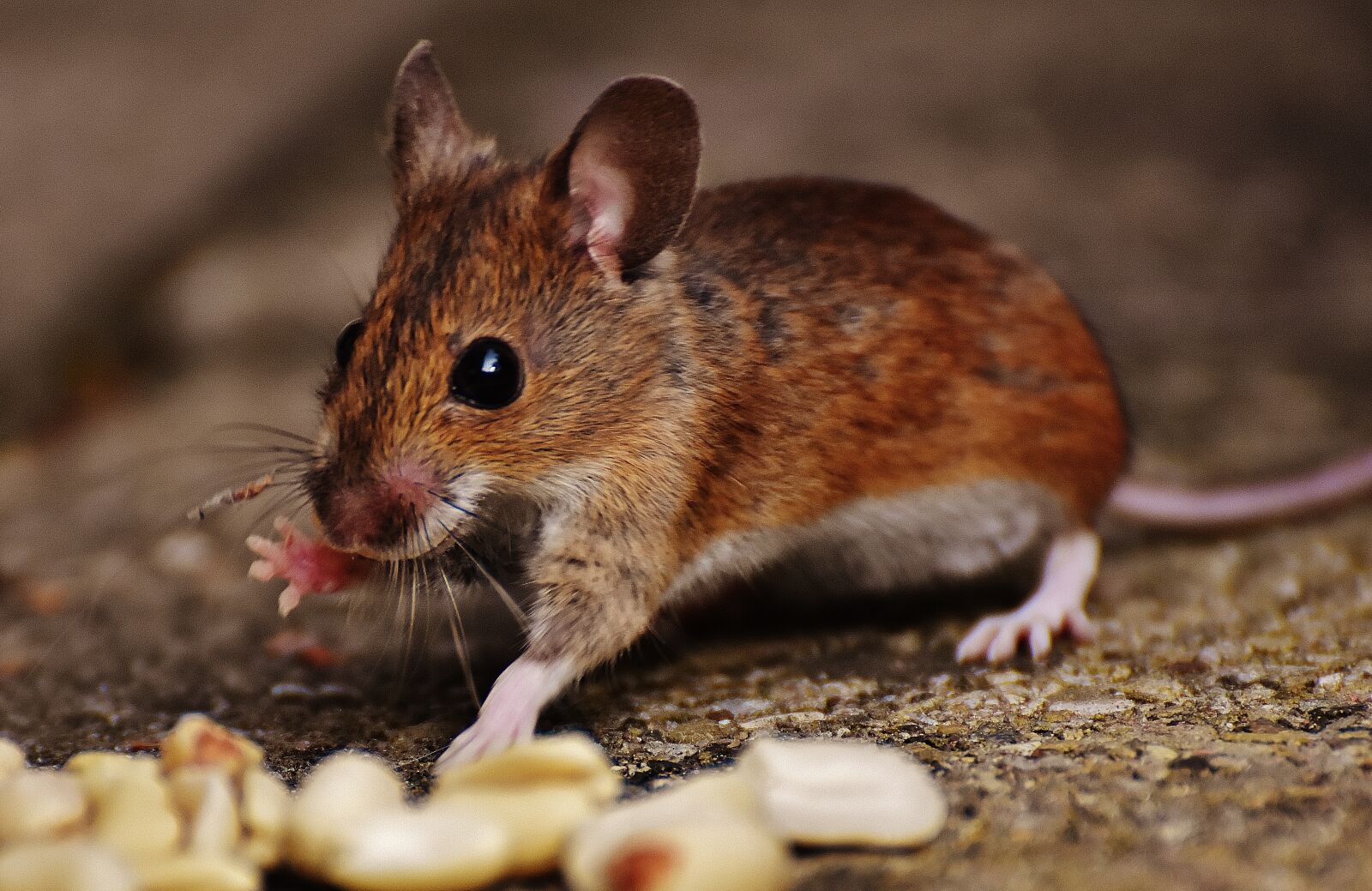 Nikon D7200 sample photo. Mouse, rodent, cute photography