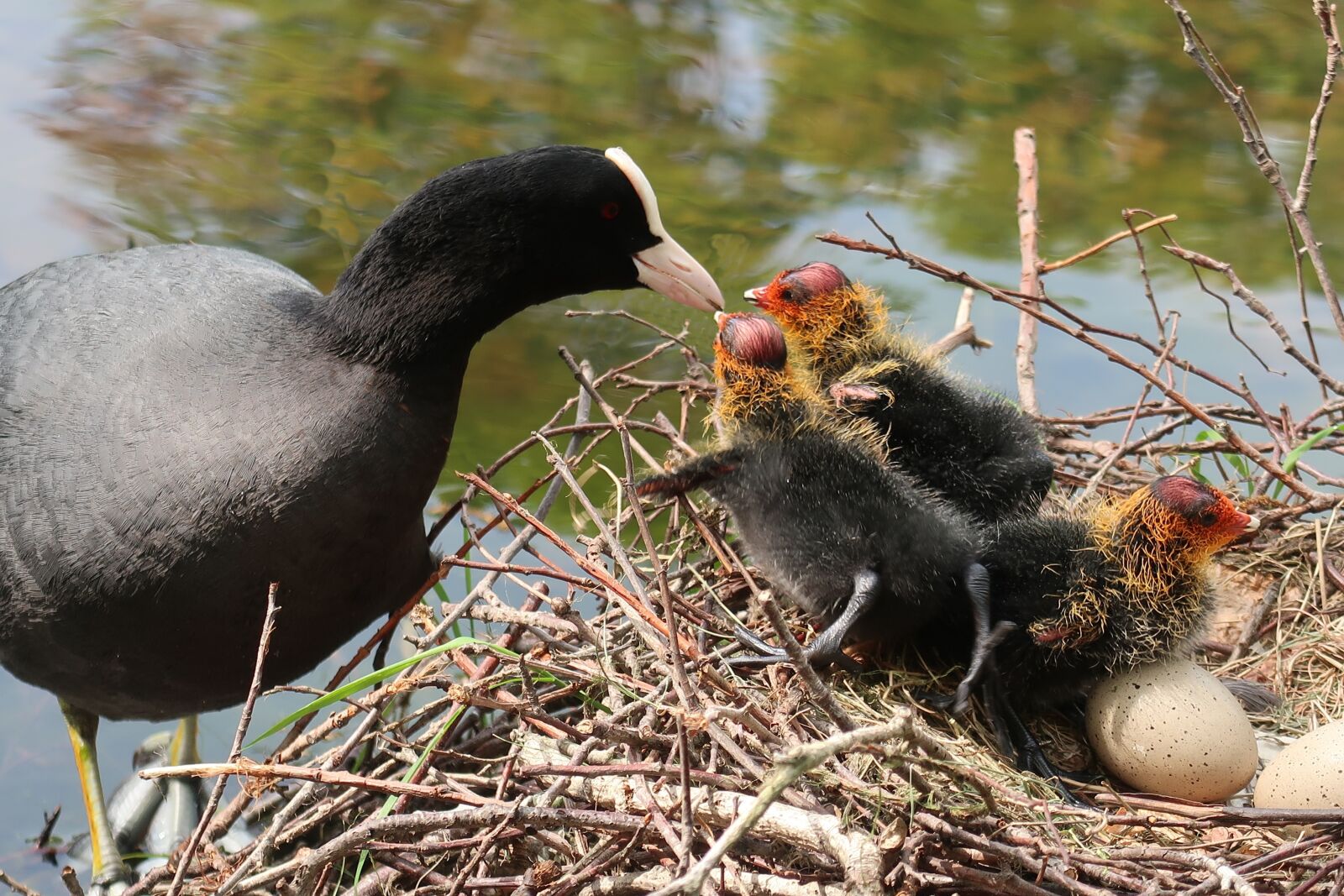 Canon PowerShot G7 X Mark II sample photo. Coot, nest, young photography