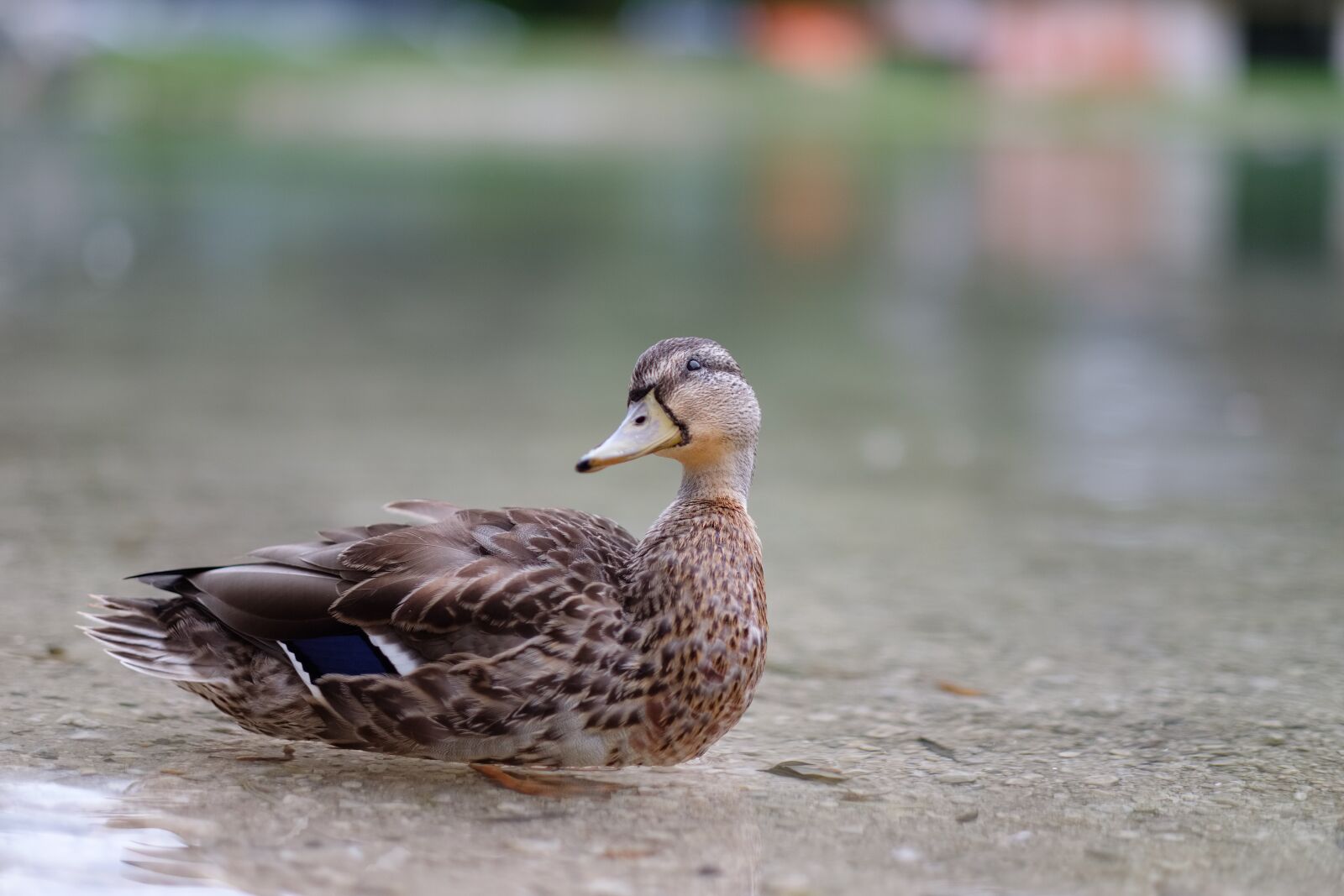 Fujifilm X-H1 + Fujifilm XF 56mm F1.2 R sample photo. Mallard, anas platyrhynchos, bird photography