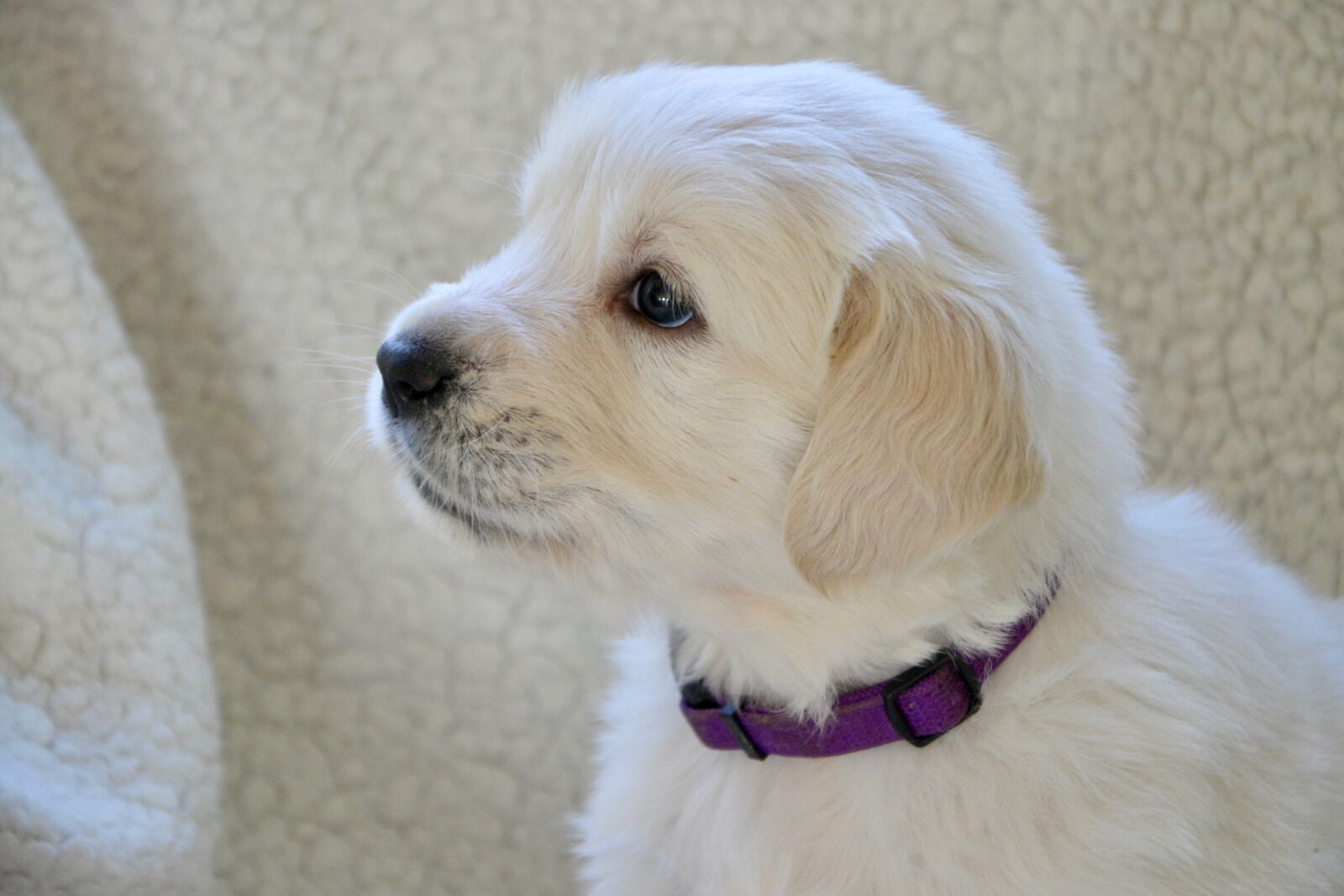 Nikon D5200 sample photo. Dog, golden retriever puppy photography