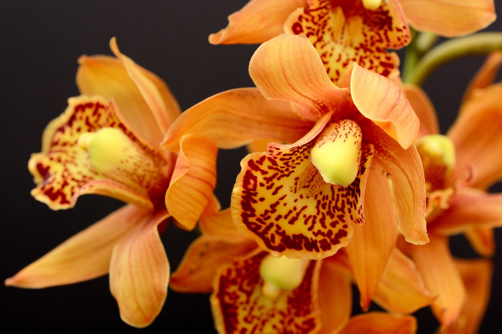 Nikon D7100 sample photo. Orchid, orange, blossom photography