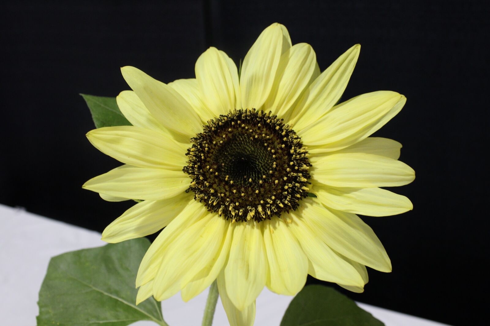 Canon EOS 1200D (EOS Rebel T5 / EOS Kiss X70 / EOS Hi) sample photo. Sunflower, yellow, flower photography