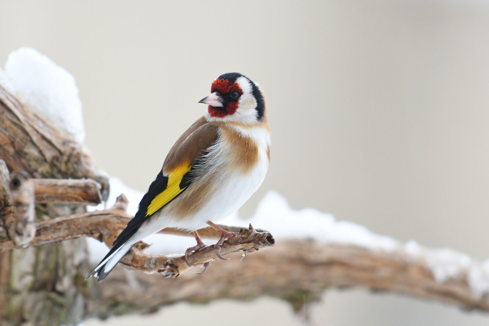 Nikon D500 sample photo. Goldfinch, bird, nature photography