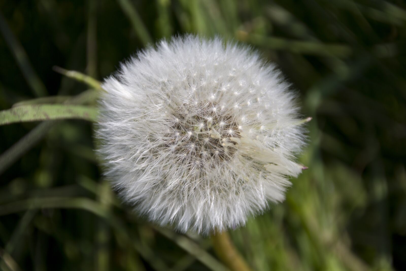 Canon EOS 60D sample photo. Dandelion, blossom, bloom photography