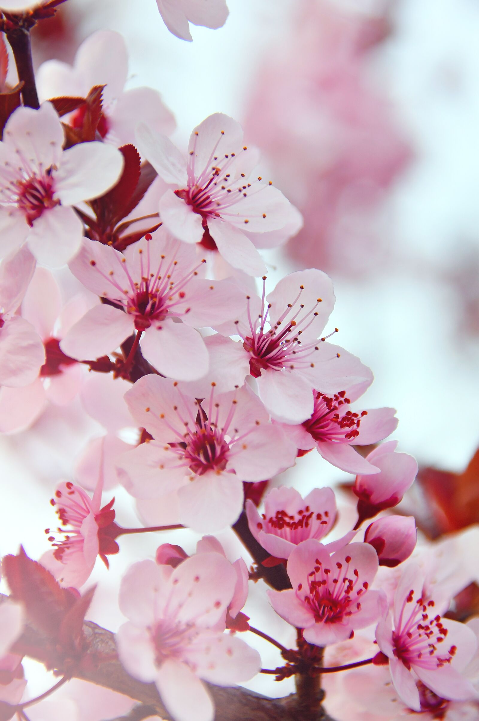 Nikon D3200 sample photo. Spring, spring flowers, pink photography