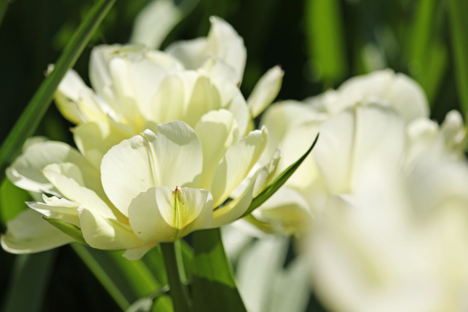 Canon EF-S 55-250mm F4-5.6 IS STM sample photo. White tulips, tulip bed photography