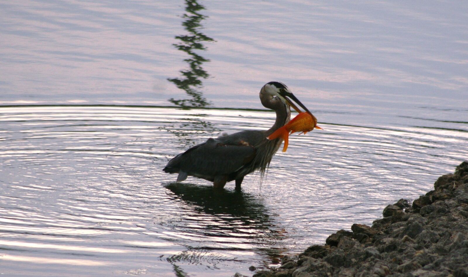 Canon EOS 30D sample photo. Bird, blue heron, blue photography