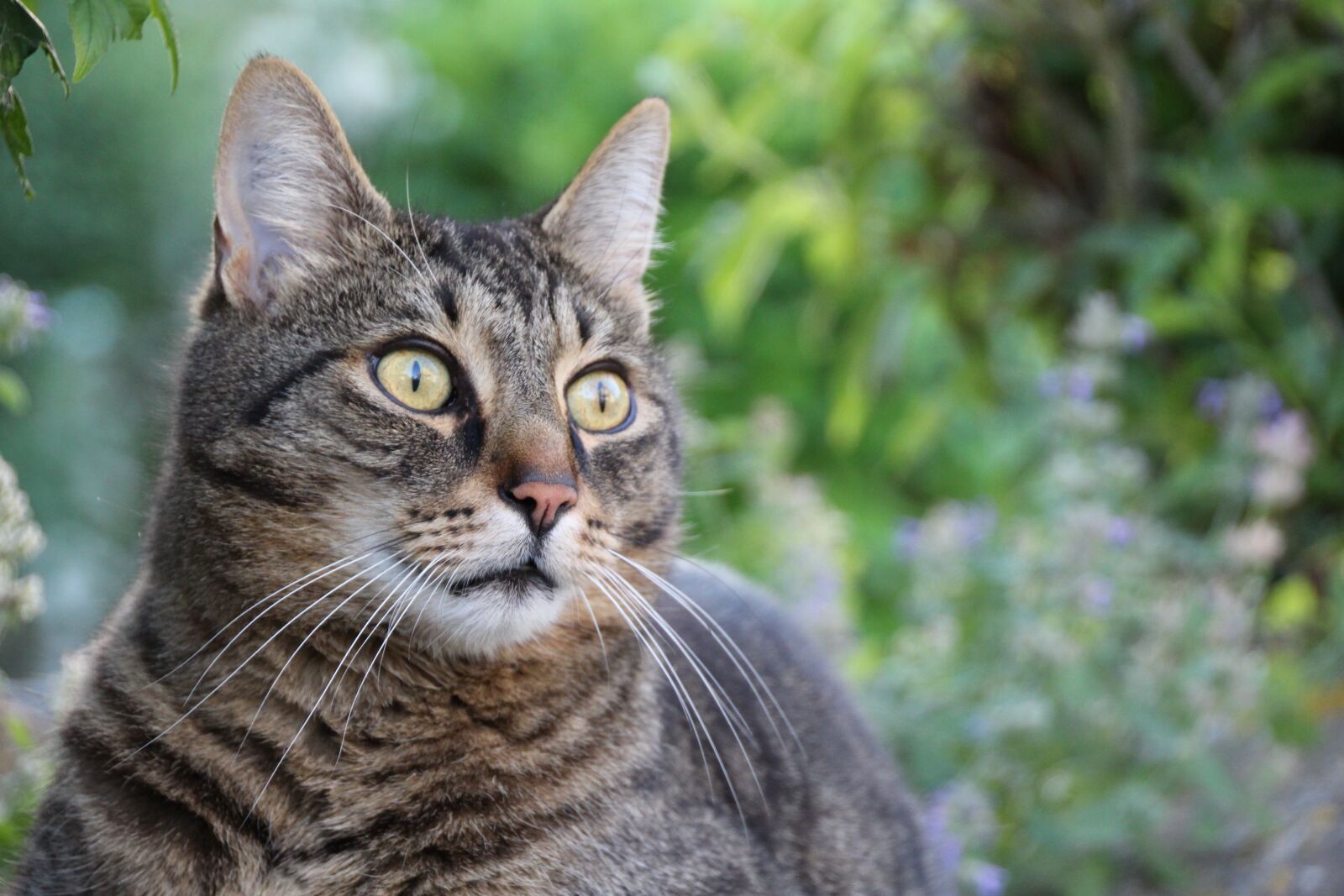 Canon EOS 1200D (EOS Rebel T5 / EOS Kiss X70 / EOS Hi) sample photo. Cat, eyes, domestic cat photography