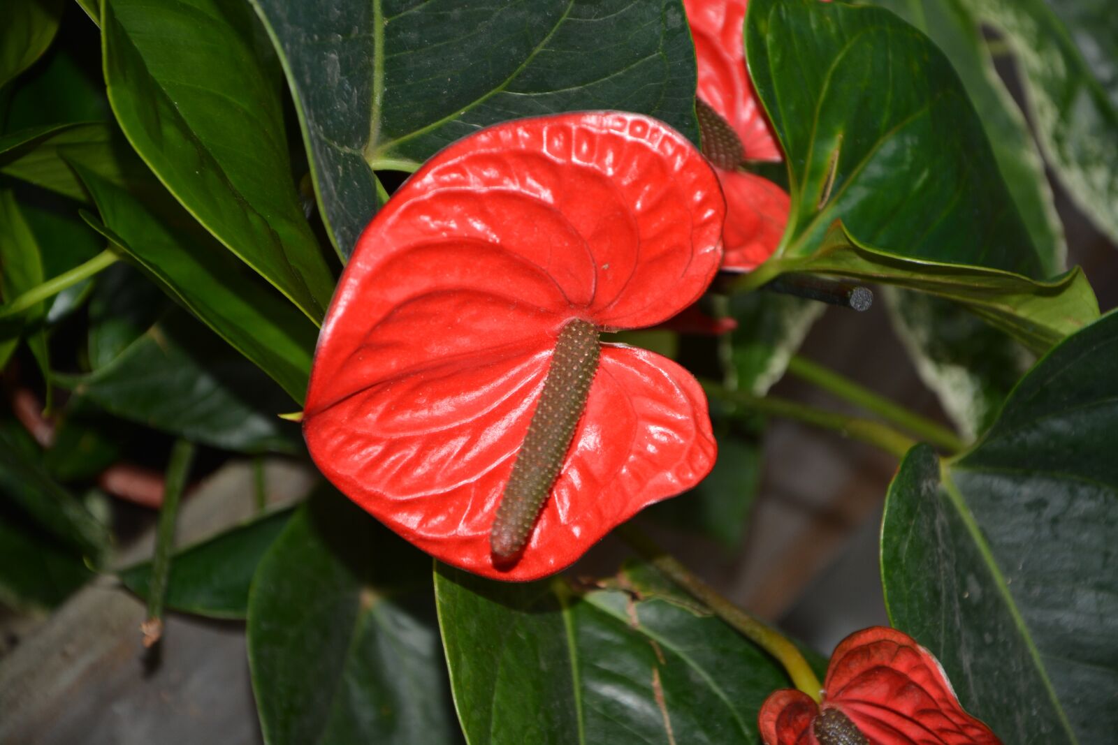 Nikon D5200 sample photo. Plant, anthurium andreanum, red photography
