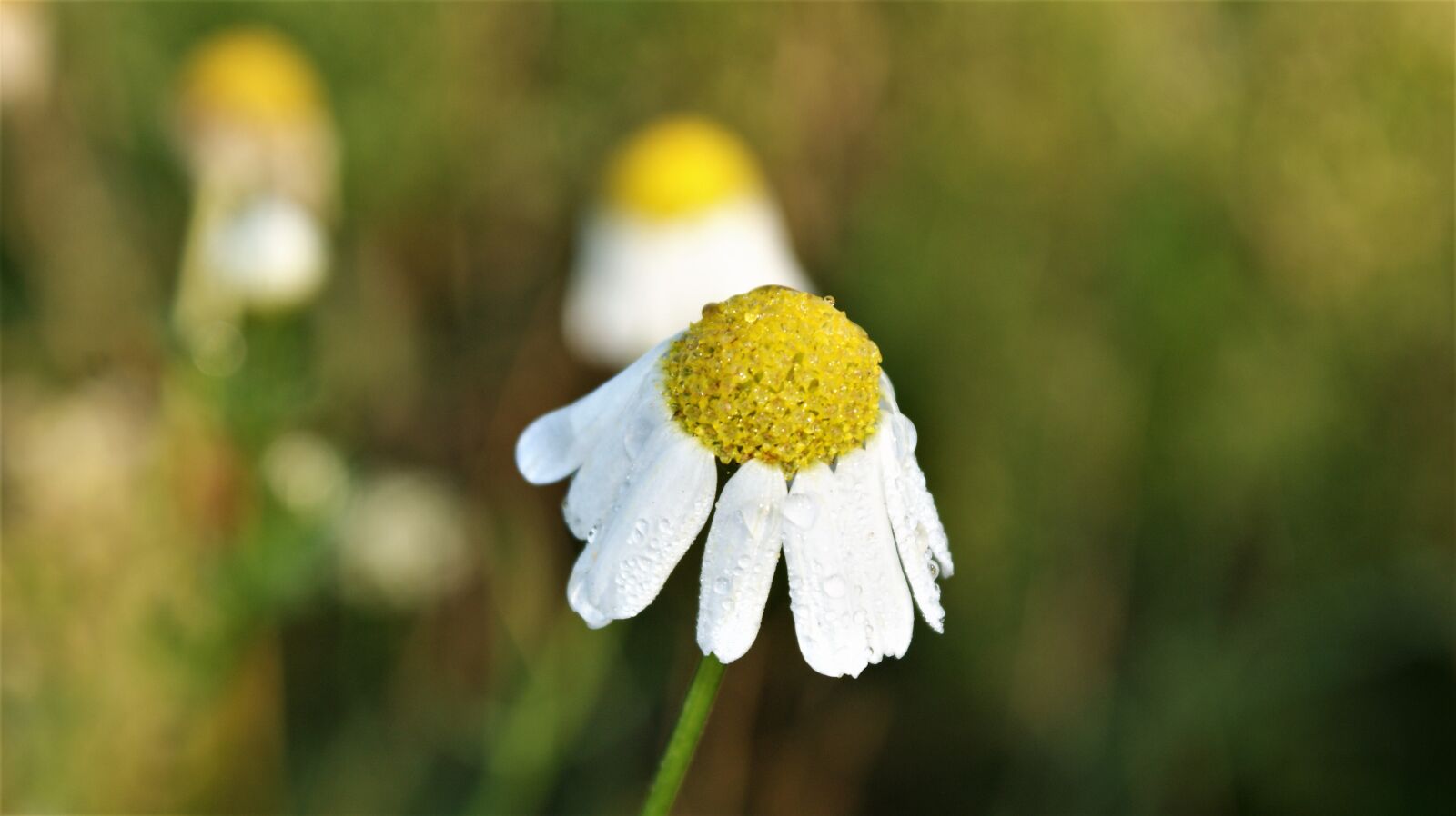 Sony Alpha DSLR-A350 sample photo. Flower, wild flowers, dew photography