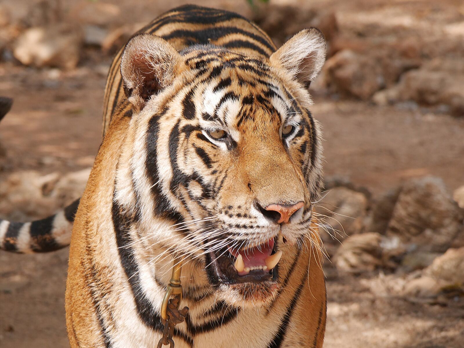 Panasonic Lumix DMC-GX7 sample photo. Tiger, temple, thailand photography