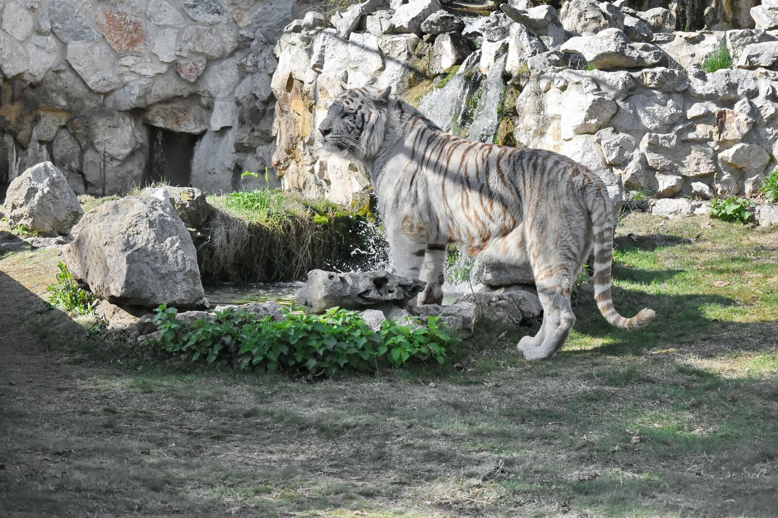 Nikon D5500 sample photo. Tiger, waterfall, wilderness, wild photography
