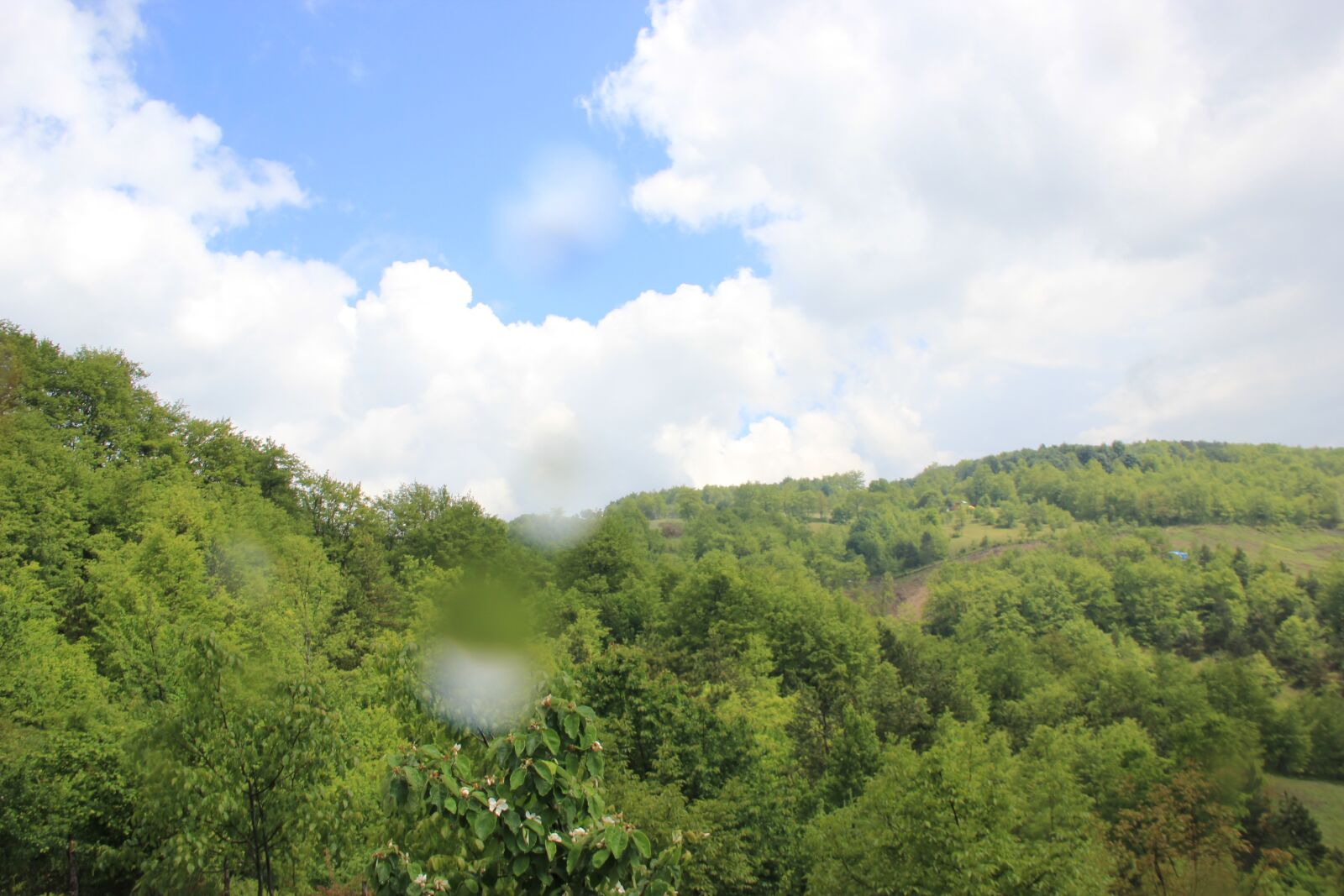 Canon EOS 550D (EOS Rebel T2i / EOS Kiss X4) sample photo. Forest, nature, green photography