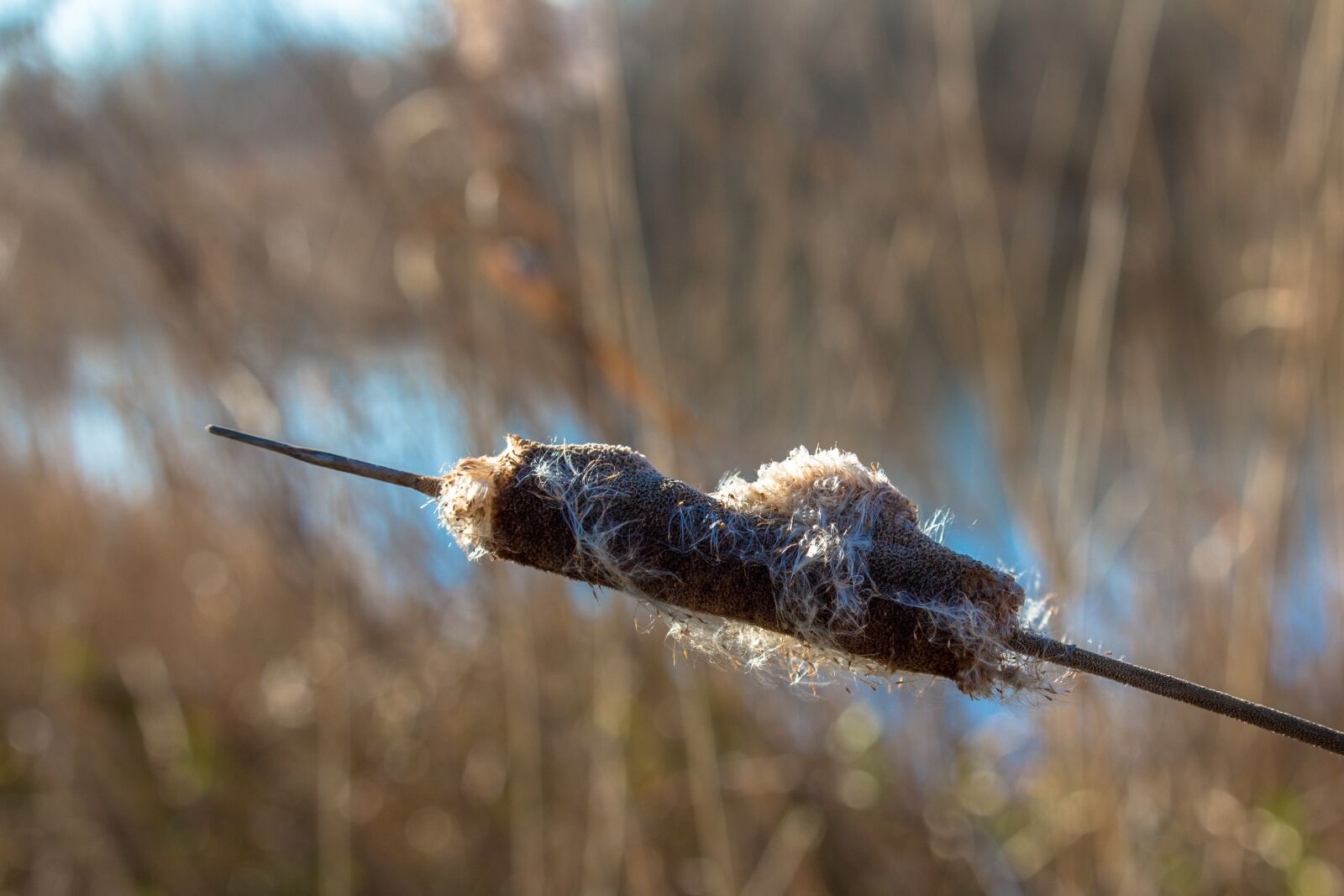 Canon EOS 100D (EOS Rebel SL1 / EOS Kiss X7) sample photo. Cattail, reed, water photography