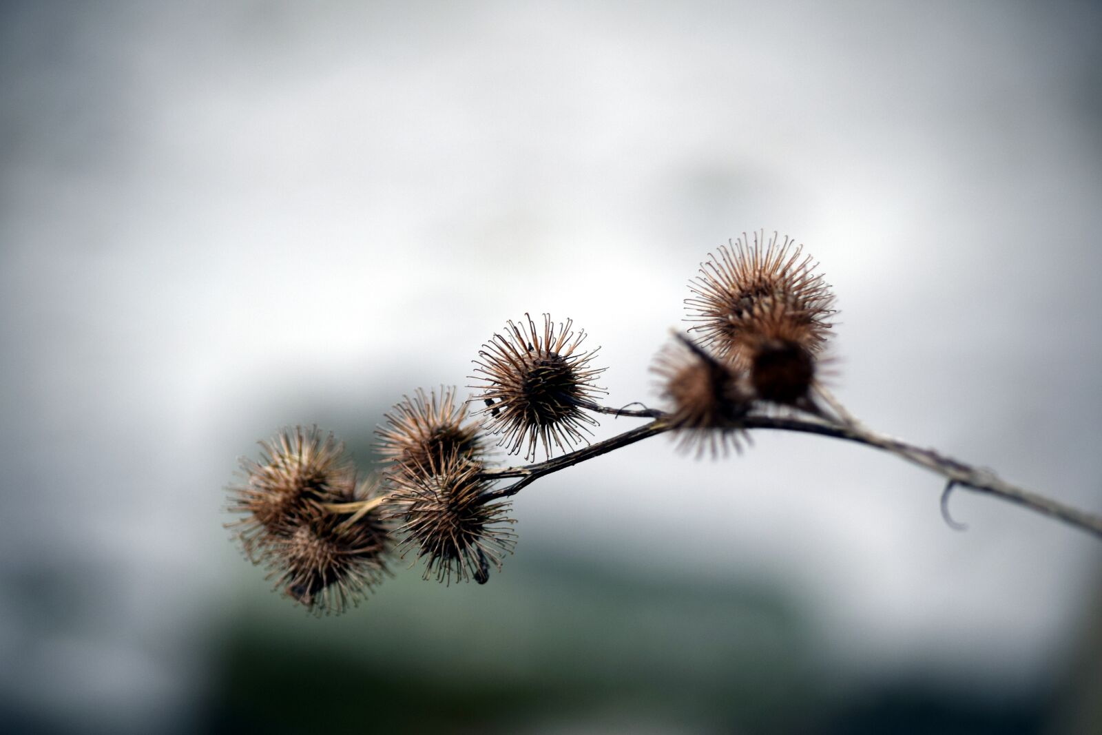 Nikon D5300 sample photo. Thistle, nature, plant photography