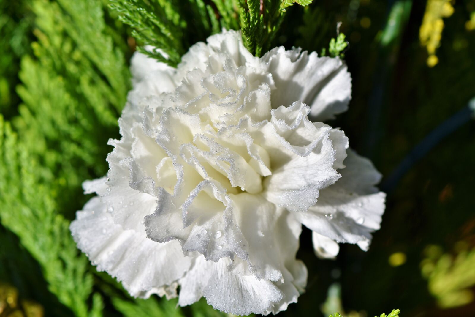 Nikon D7200 sample photo. Carnation, carnation flower, petals photography