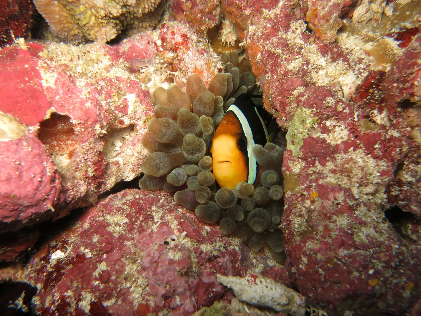 Canon PowerShot S110 sample photo. Nemo, clownfish, anemone photography