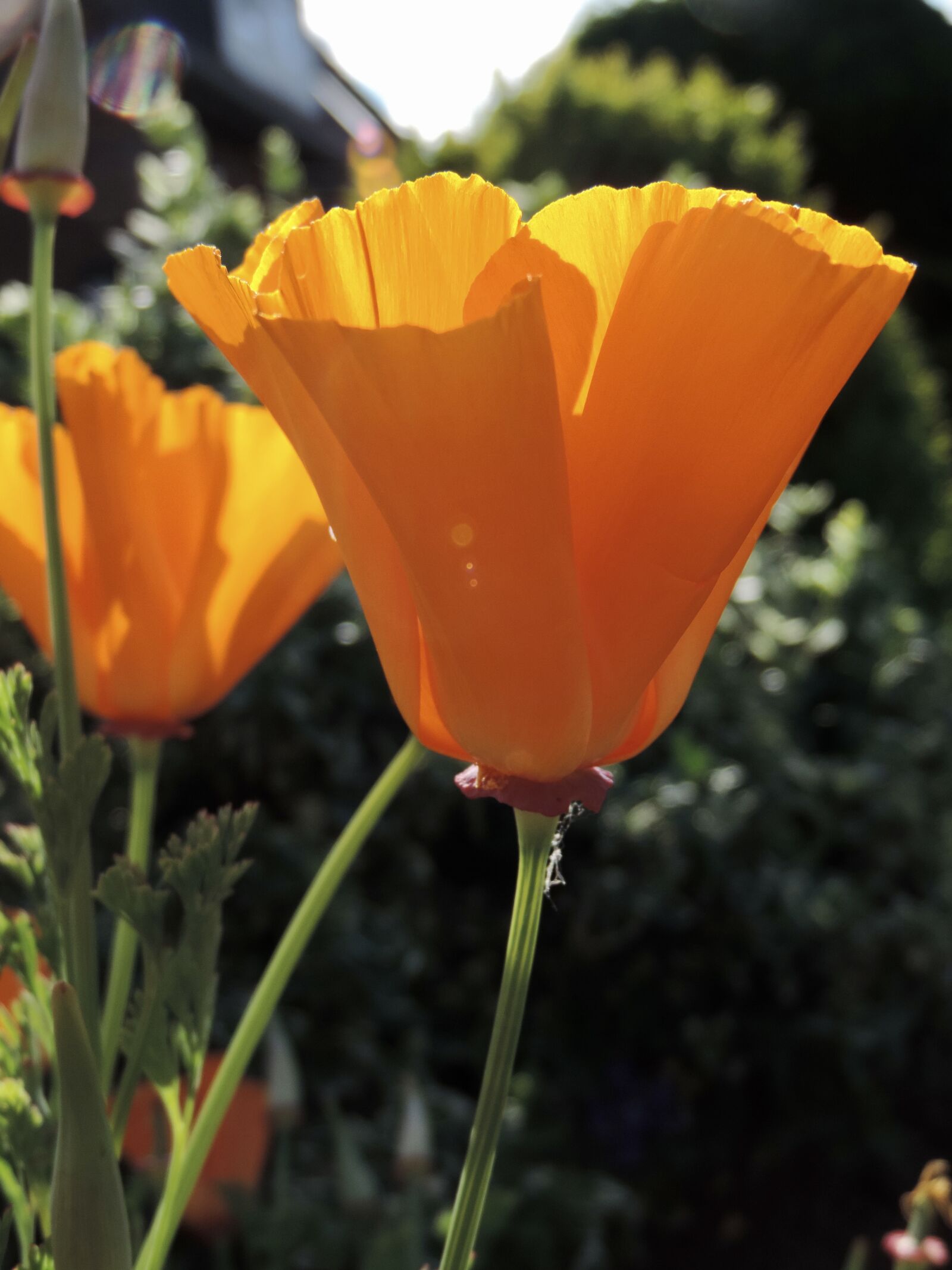 Nikon Coolpix P520 sample photo. Eschscholzia californica, gold poppy photography