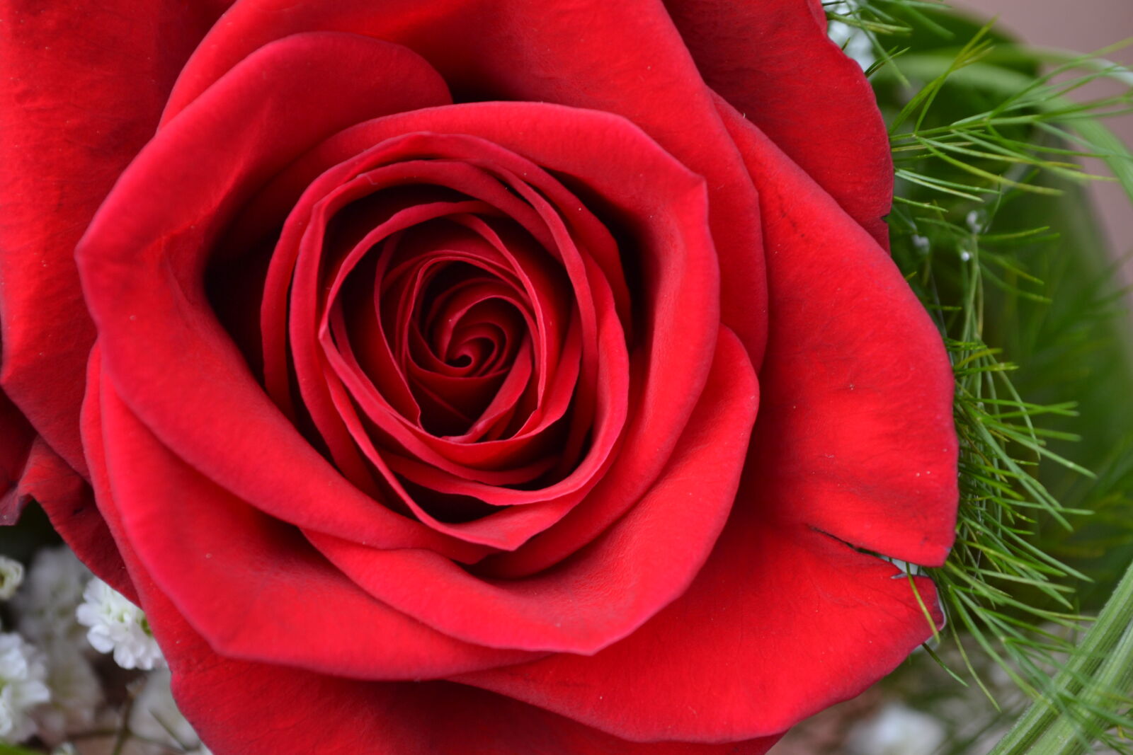 Nikon D3100 sample photo
