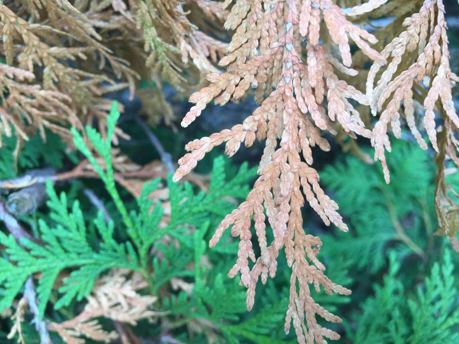 iPhone 6 back camera 4.15mm f/2.2 sample photo