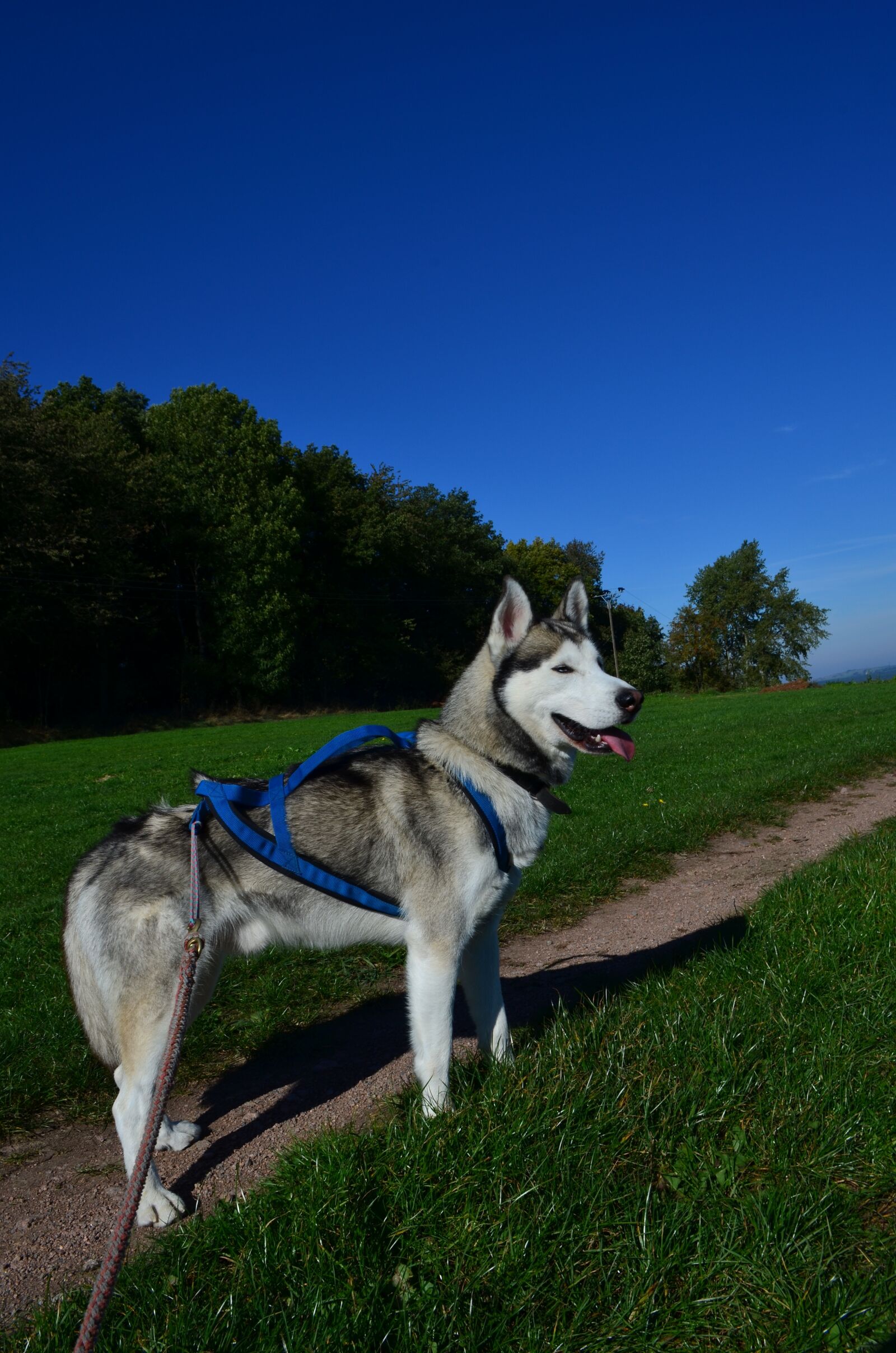Nikon D5100 sample photo. Husky, sled dog, siberian photography