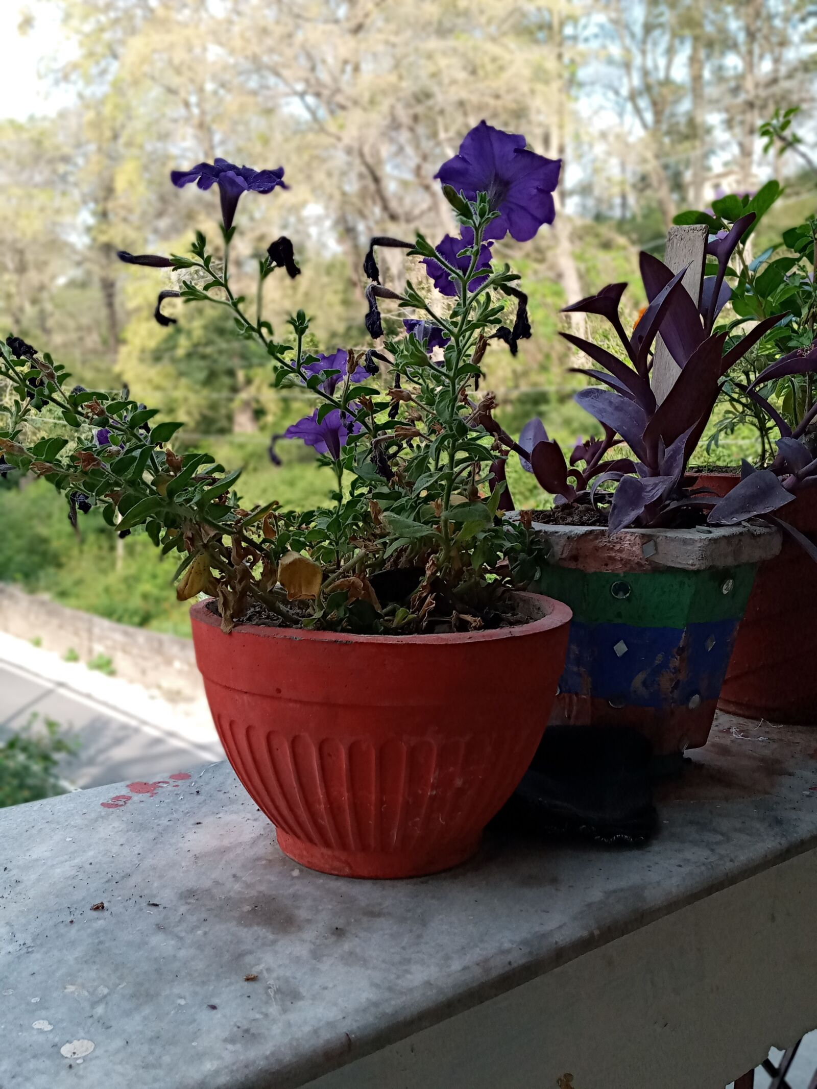 Samsung SM-A107F sample photo. Flowers, nature, flower pot photography