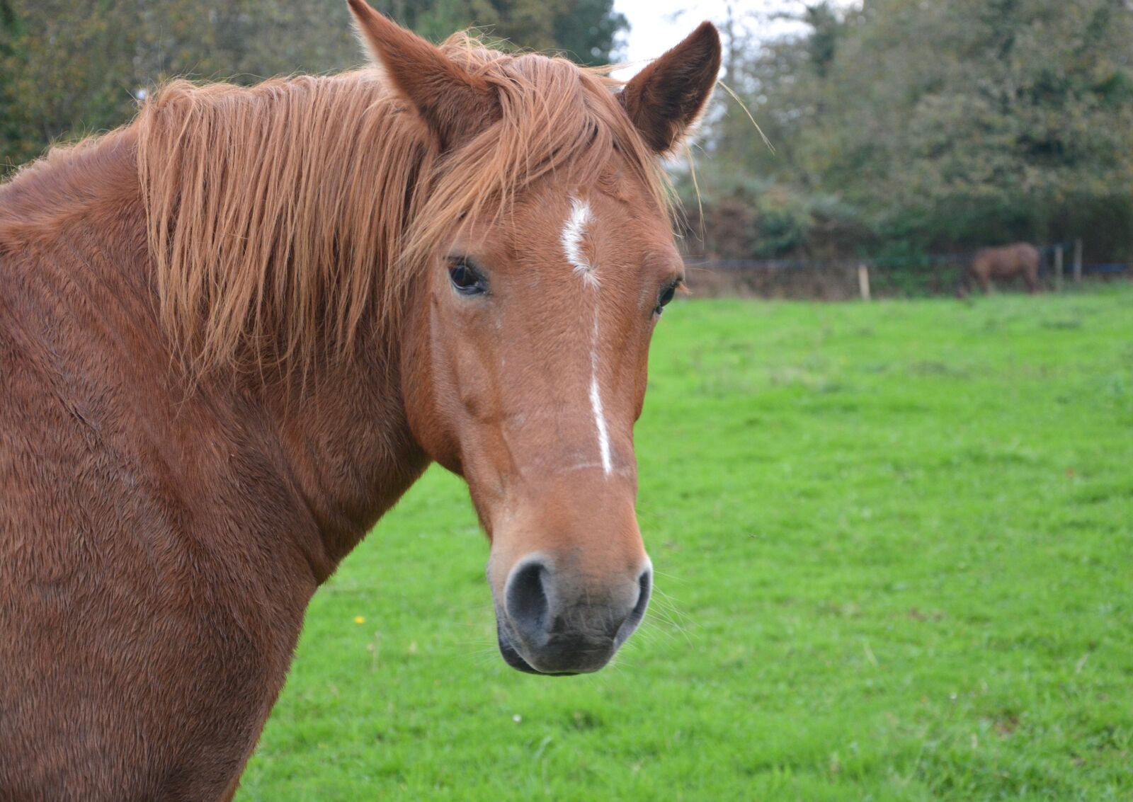 Nikon D5200 sample photo. Horse, mare, ears white photography
