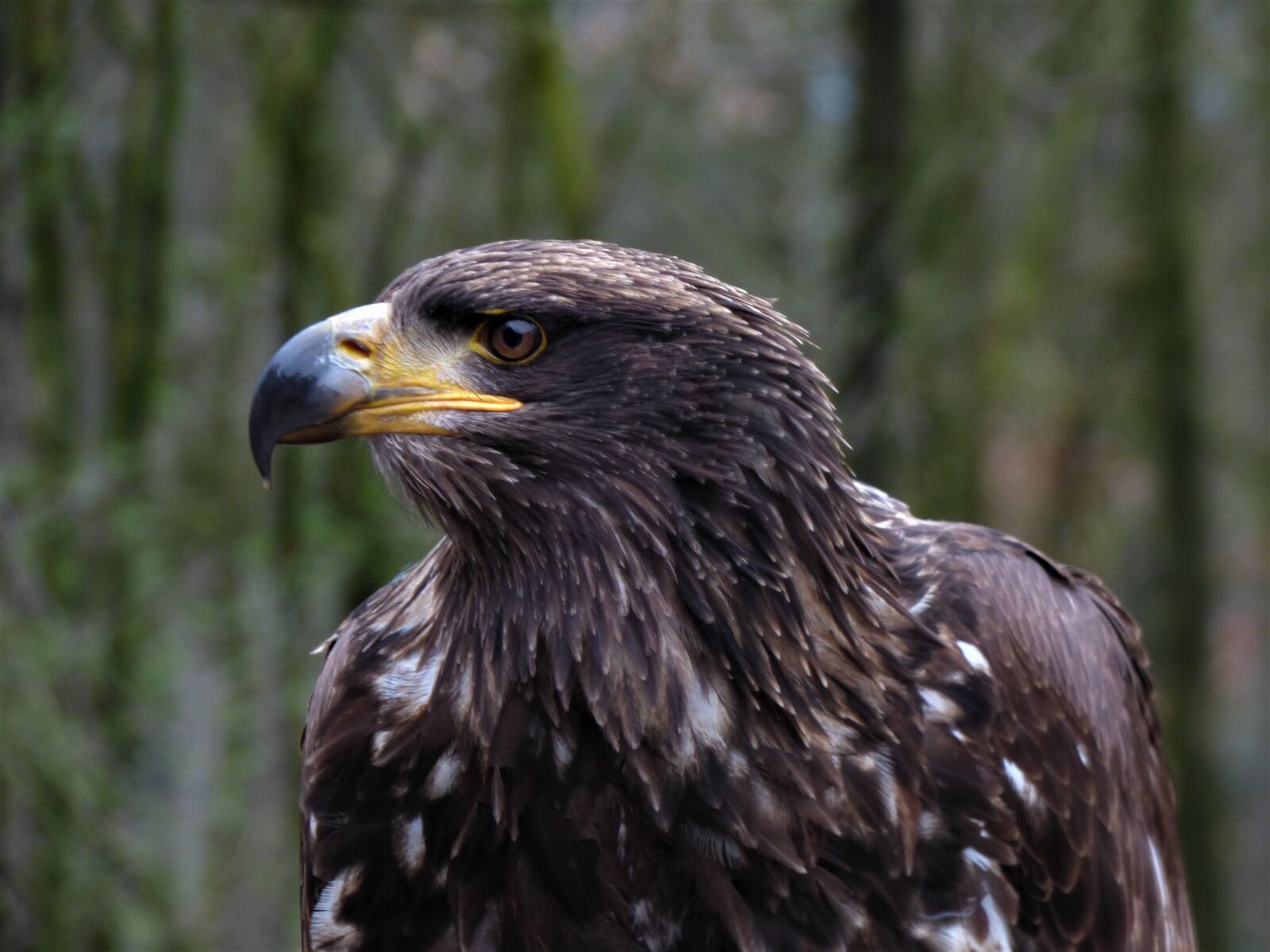 Panasonic DMC-FZ72 sample photo. Steppe eagle, adler, head photography