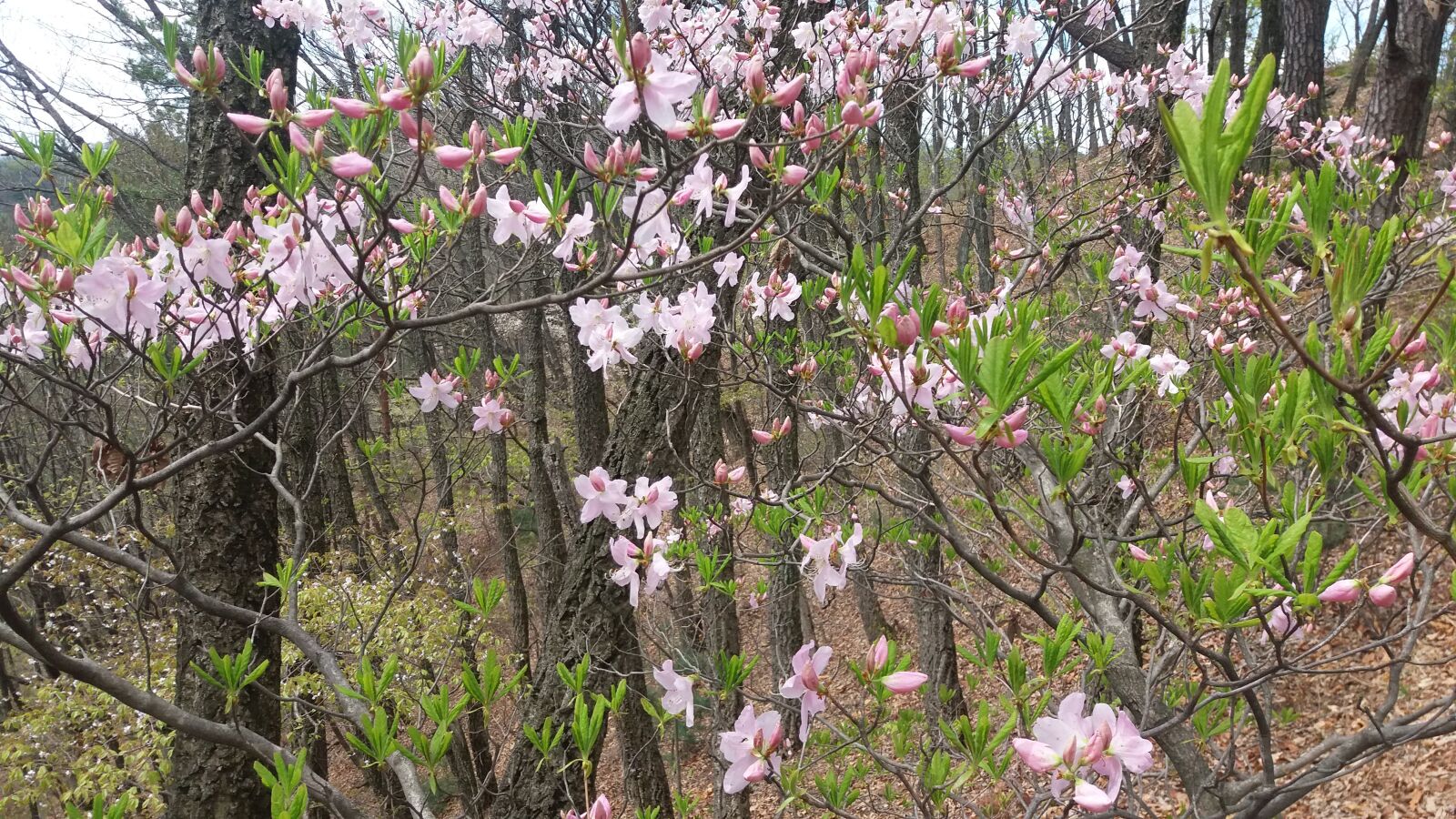 Samsung Galaxy J5 sample photo. Azalea, spring, mountain azaleas photography