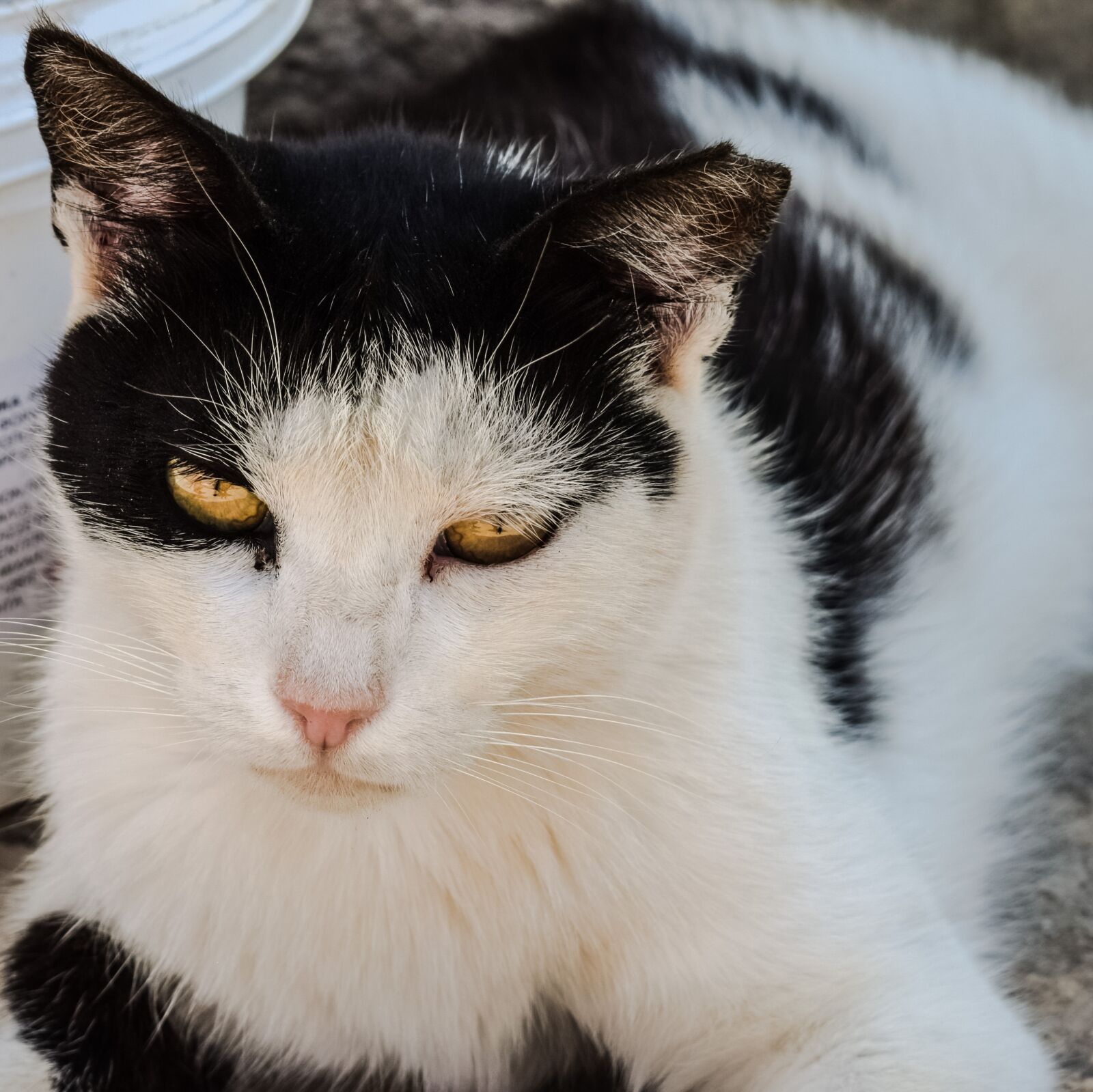 Nikon D3300 sample photo. Cat, stray, eyes photography