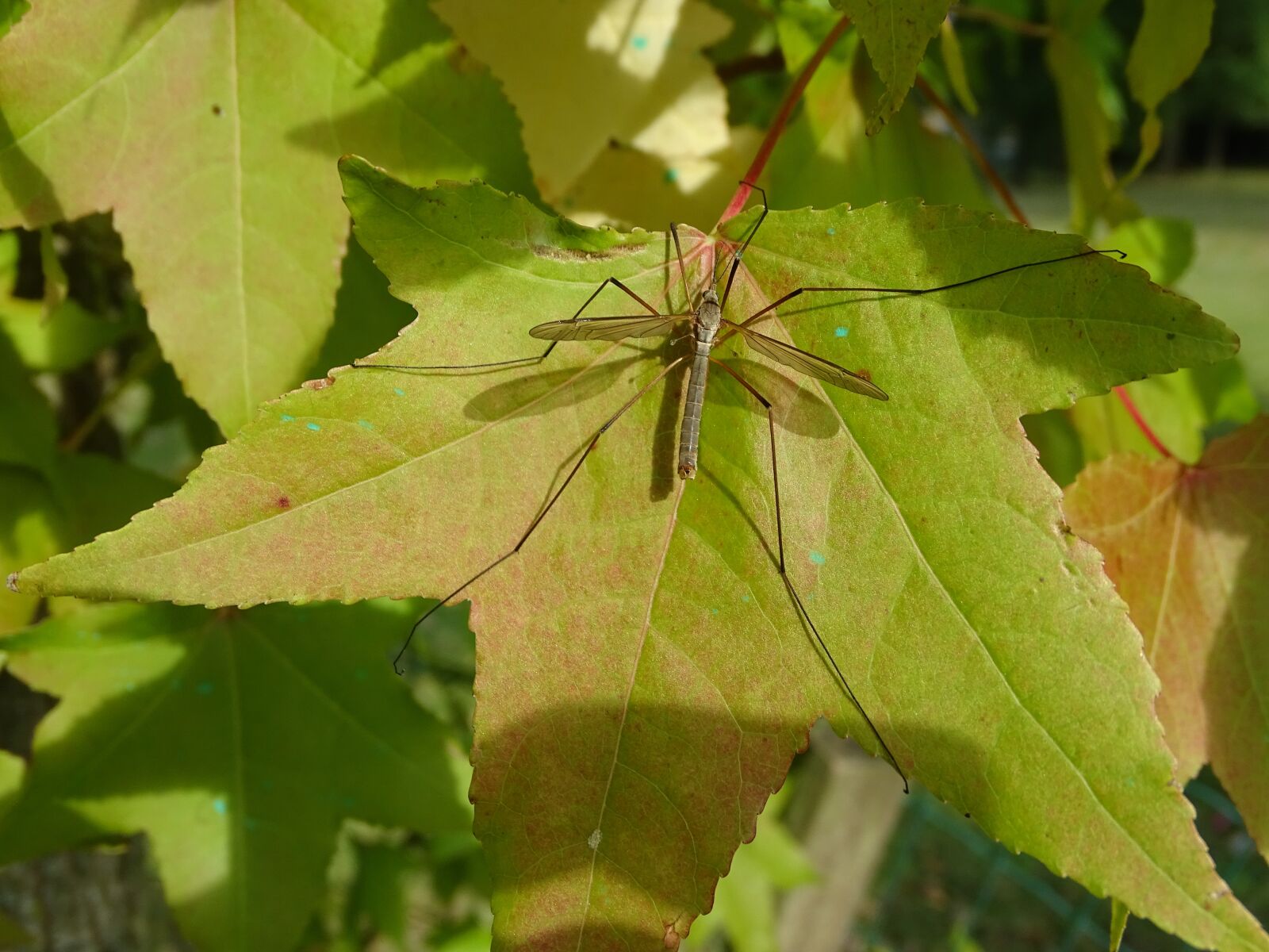 Sony Cyber-shot DSC-HX400V sample photo. Mosquito, leaf, maple photography