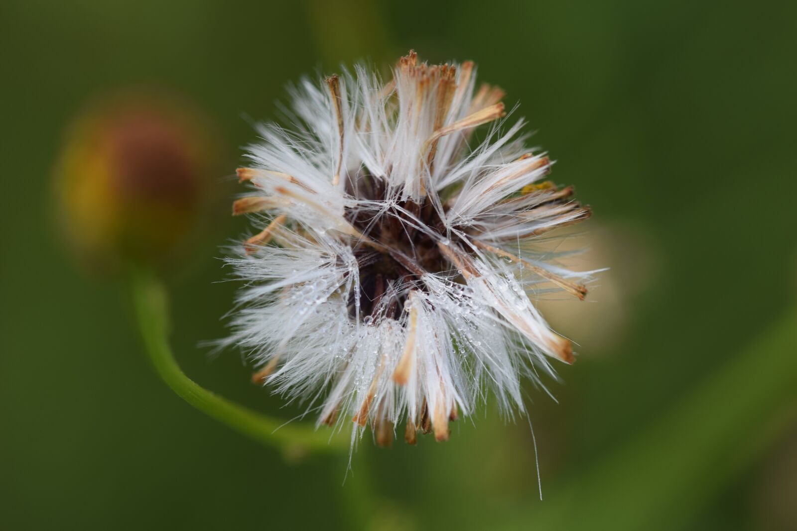 Nikon D5300 sample photo. Blossom, bloom, nature photography