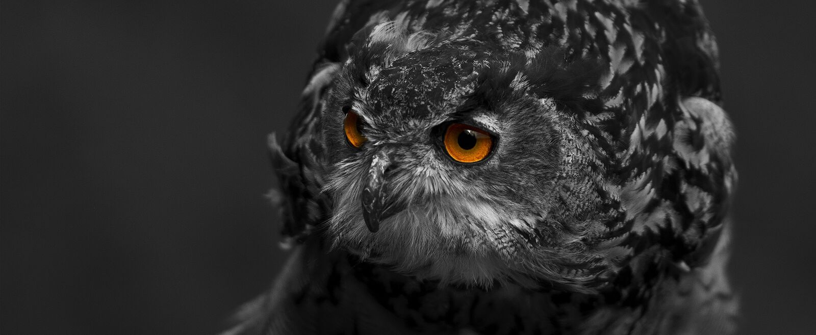 Sony SLT-A77 sample photo. Eagle owl, bird, eyes photography