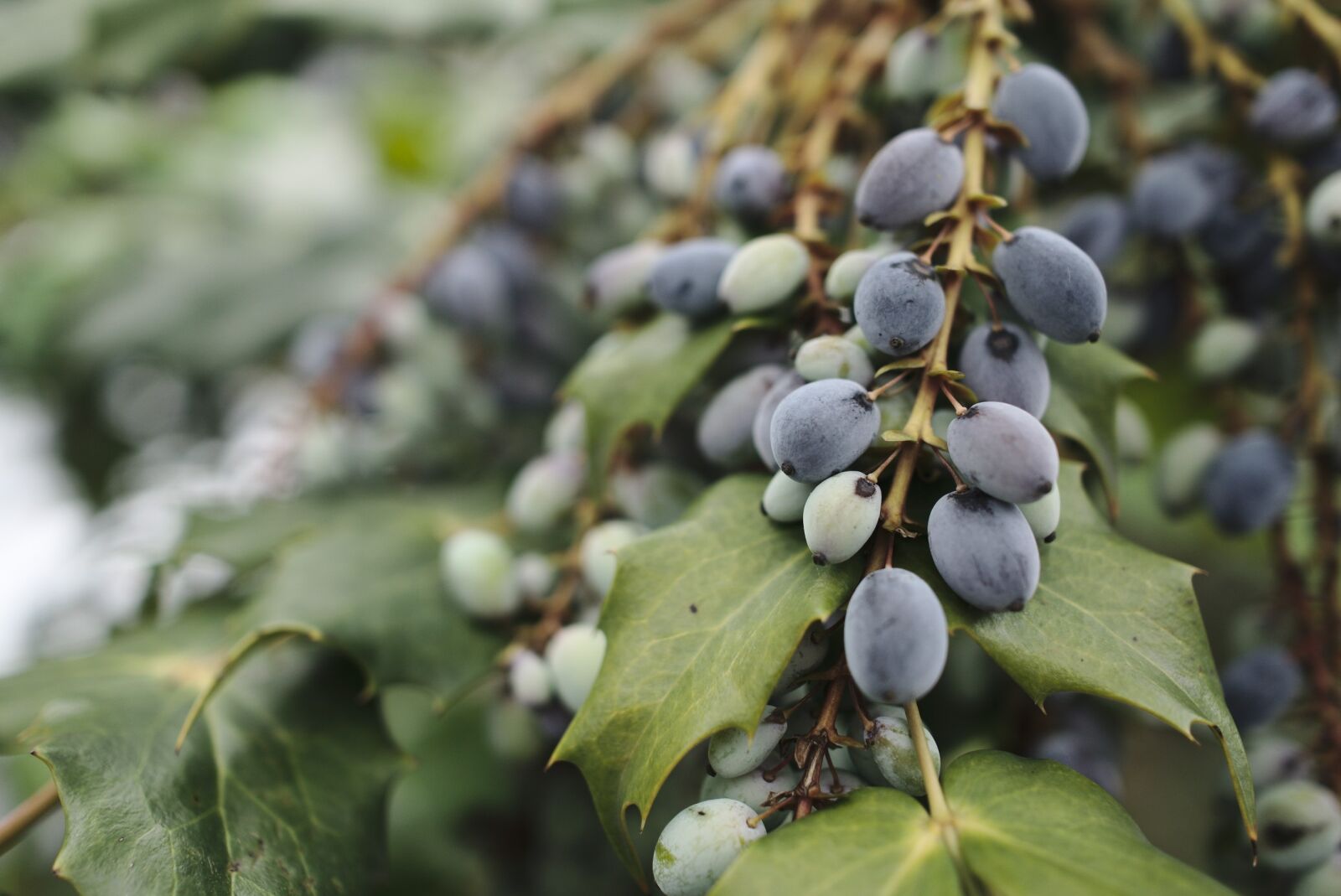 Sony a6000 + Sony Sonnar T* E 24mm F1.8 ZA sample photo. Berries, shrub, bush photography