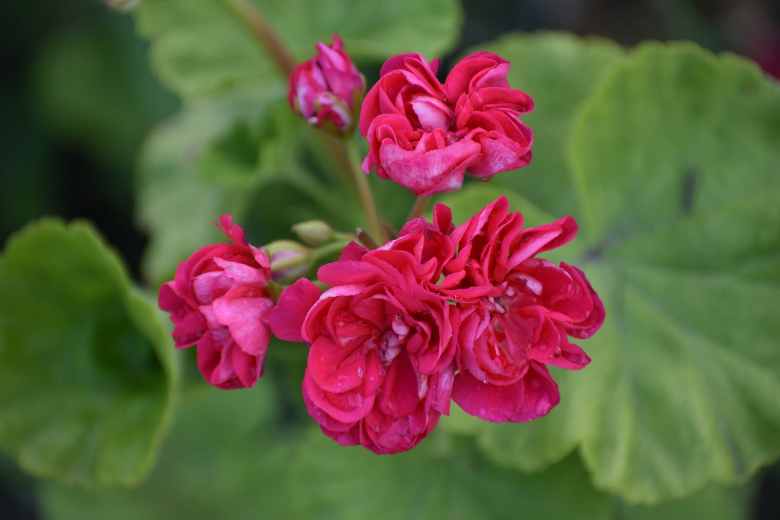 Nikon D3400 sample photo. Geranium, flower, green photography