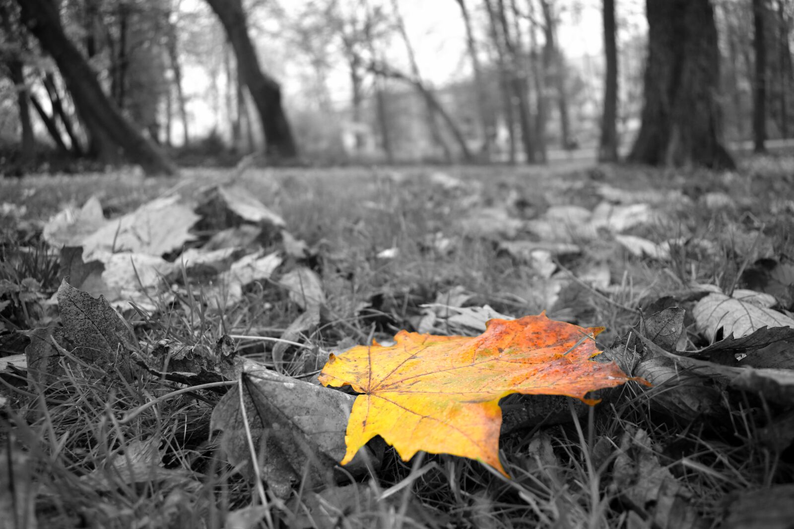 Nikon D3300 sample photo. Yellow leaves, red leaves photography