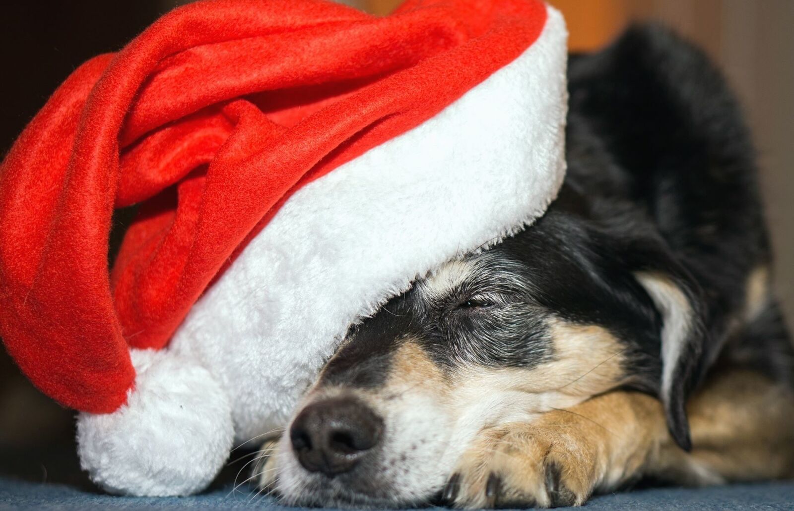 E 50mm F1.8 OSS sample photo. Dog, muzzle, mouth, hat photography
