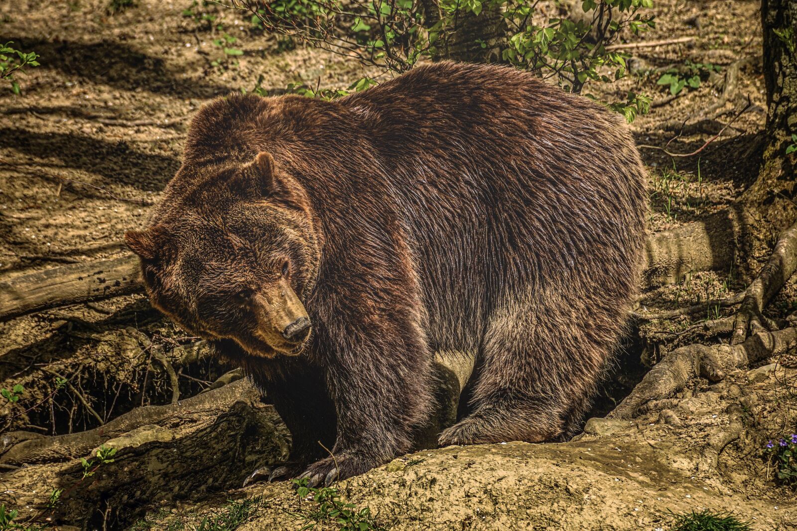 Sony DT 55-300mm F4.5-5.6 SAM sample photo. Bear, brown bear, nature photography