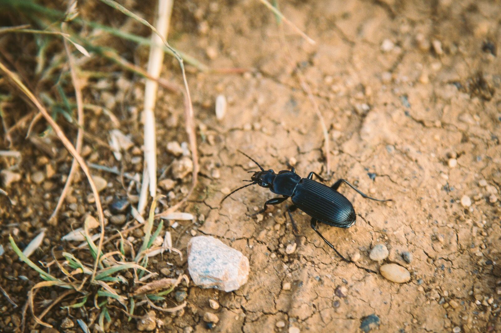 Canon EOS 7D Mark II sample photo. Animal, beetle, black photography