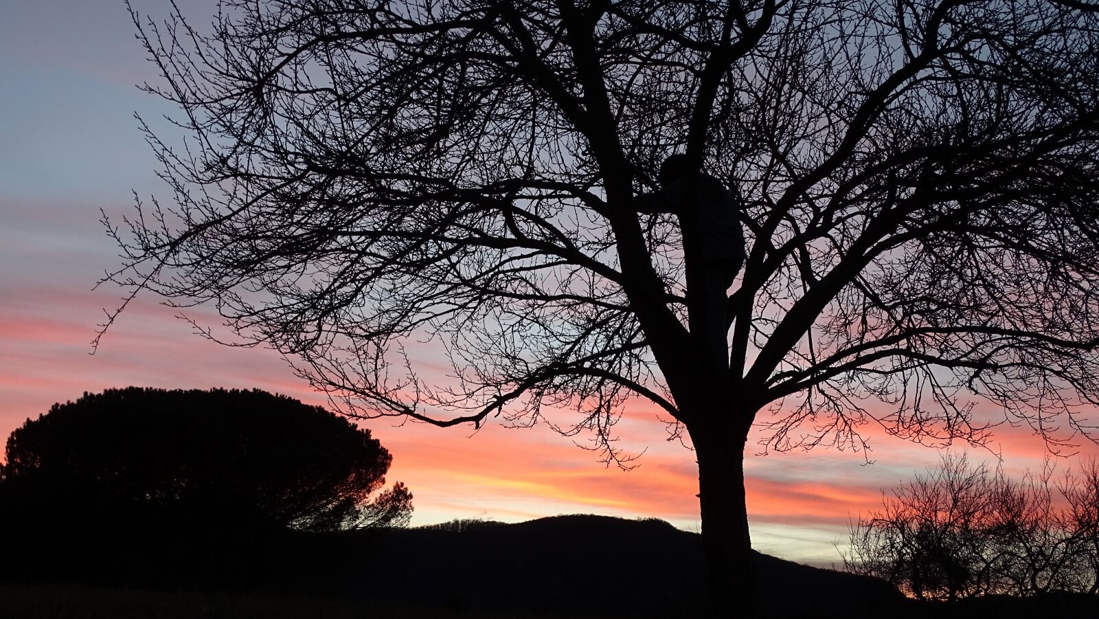 Sony Cyber-shot DSC-HX400V sample photo. Tree, silhouette, child photography