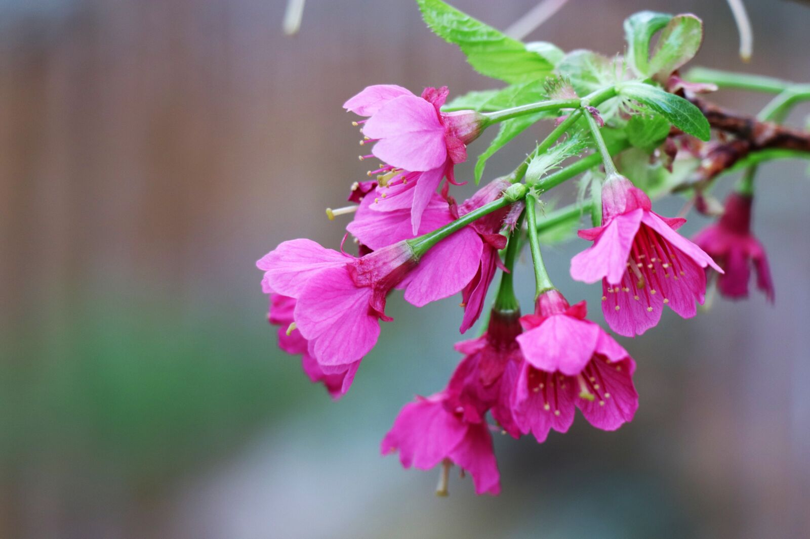 Canon EOS 77D (EOS 9000D / EOS 770D) sample photo. Sakura, spring, pink photography