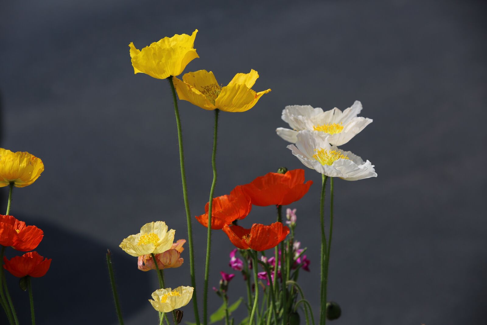 Canon EF 70-200mm F2.8L IS USM sample photo. Flower, color, street photography photography